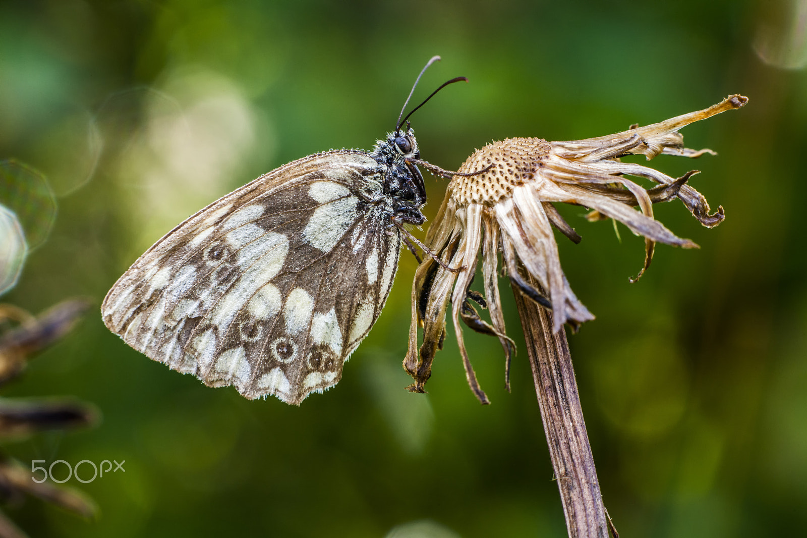 Sigma APO Macro 150mm f/2.8 EX DG HSM sample photo. Butterfly photography