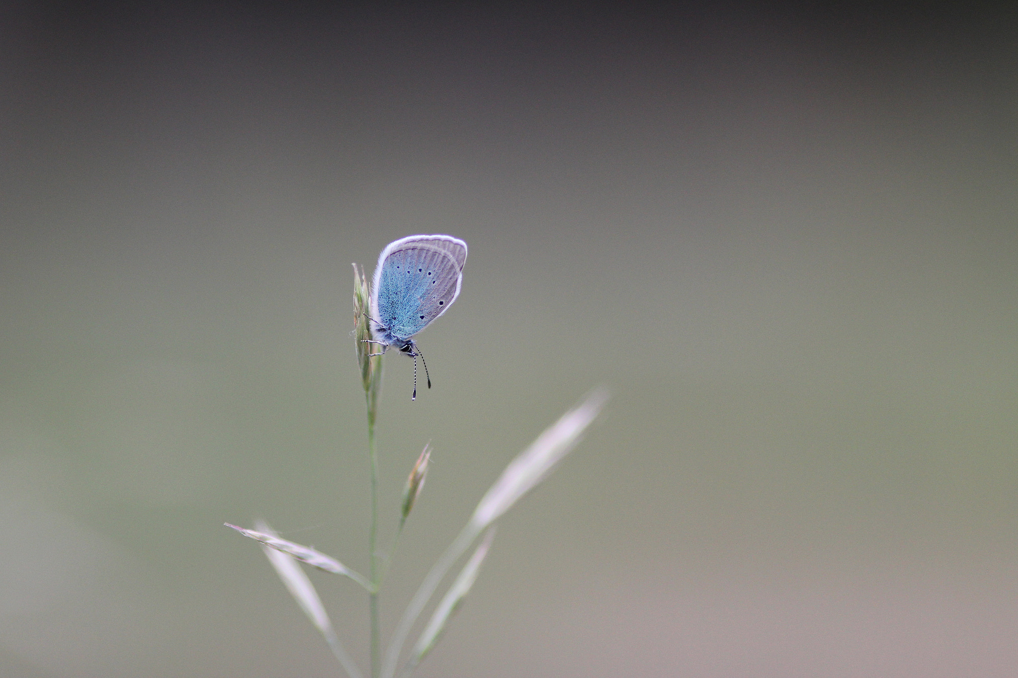 Canon EOS 550D (EOS Rebel T2i / EOS Kiss X4) + Canon EF 200mm f/2.8L sample photo. Green-underside blue (glaucopsyche alexis) photography