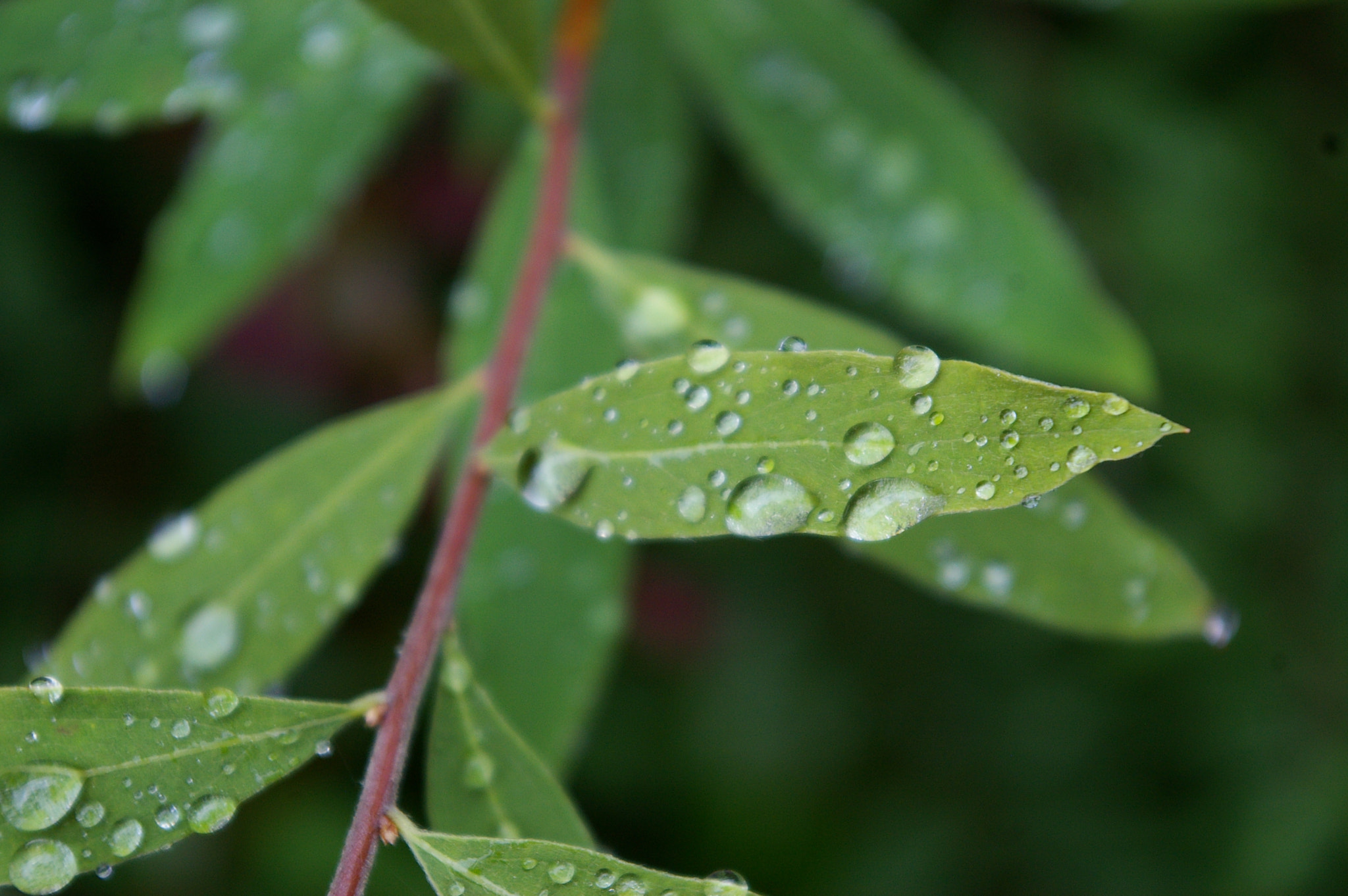 Pentax *ist DL sample photo. After the rain ii photography