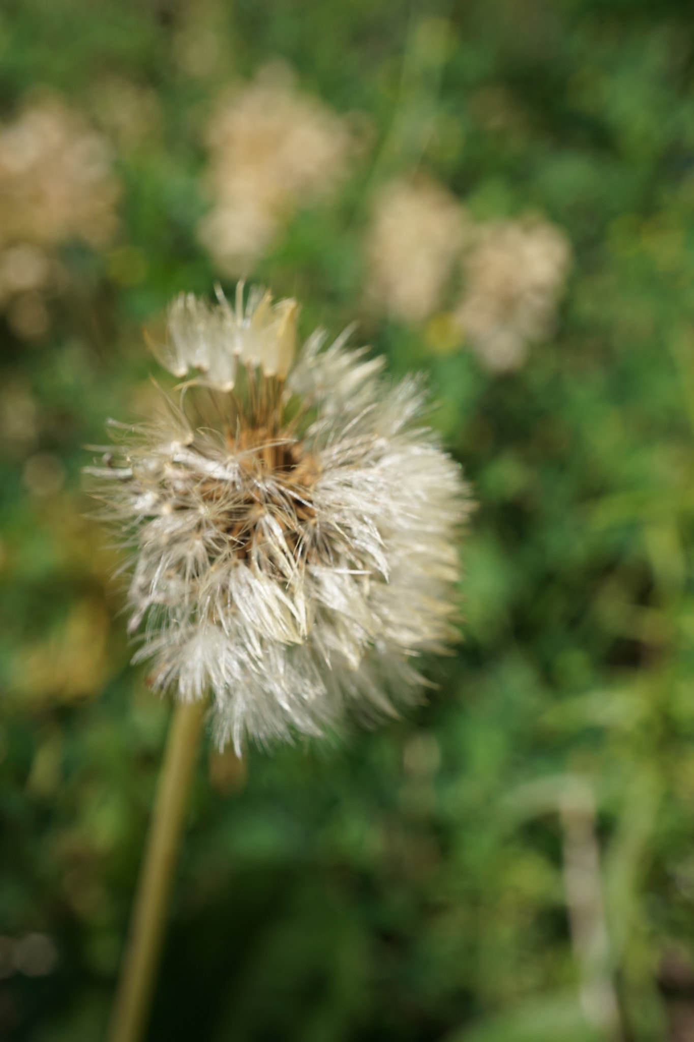 Sony a6000 + Sony E 30mm F3.5 sample photo. Taraxacum officinale photography