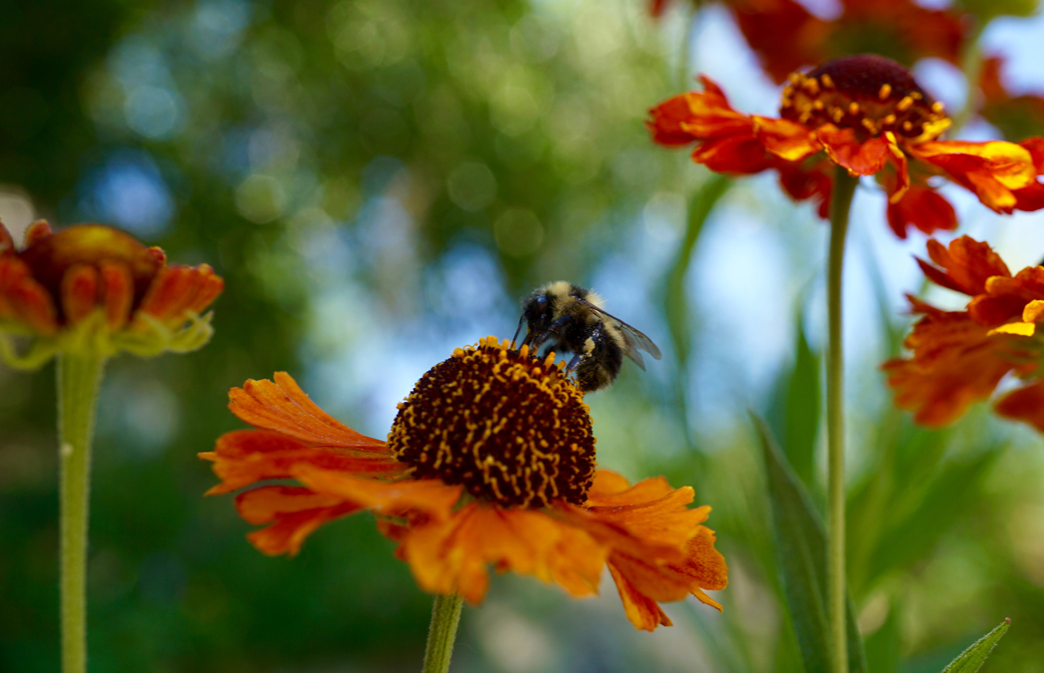 Sony a6000 + Sony E 30mm F3.5 sample photo. Bumble bee on sneezeweed! photography