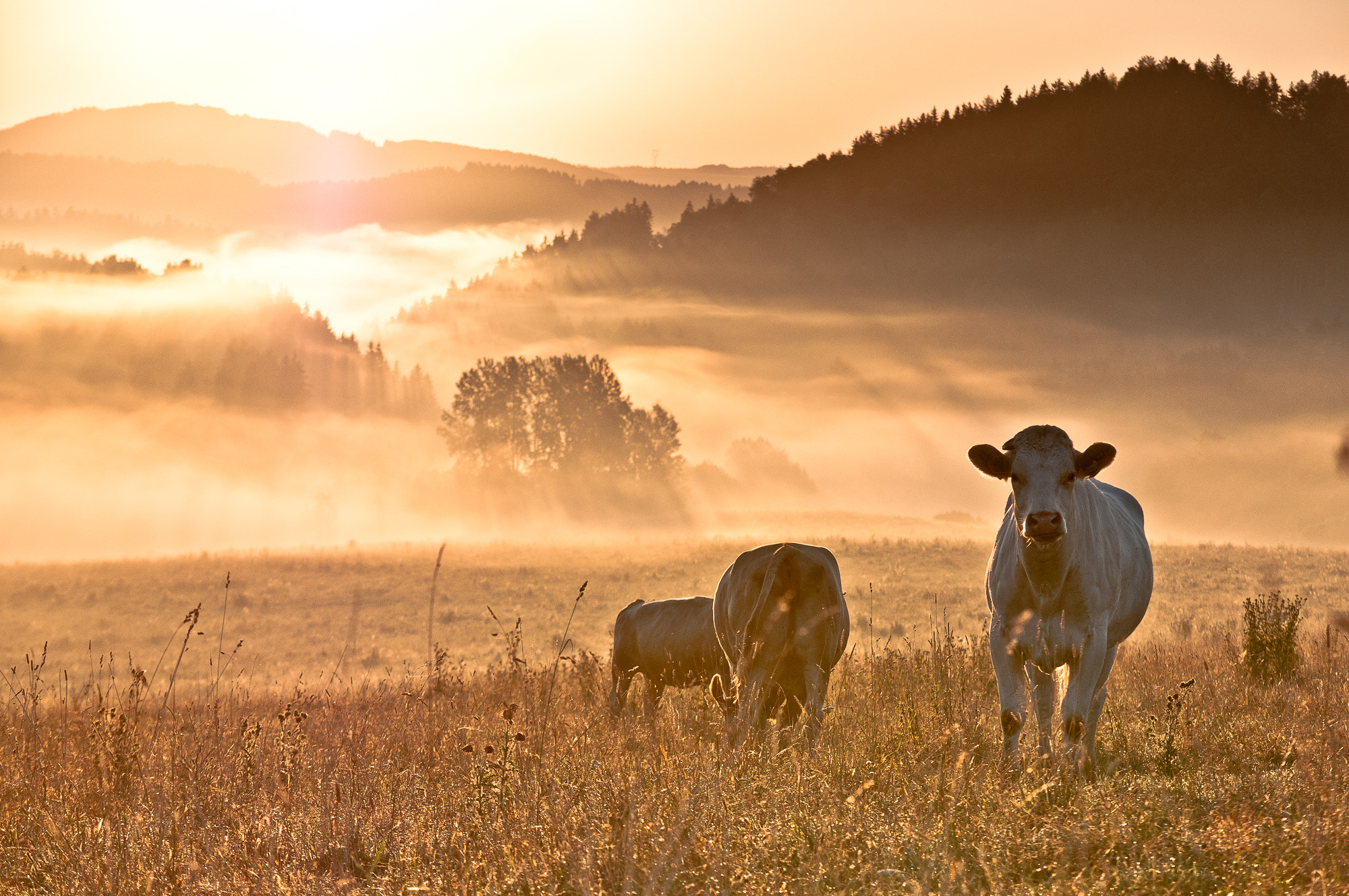 Nikon D300 + Sigma 50-150mm F2.8 EX APO DC HSM sample photo. Morning pasture photography