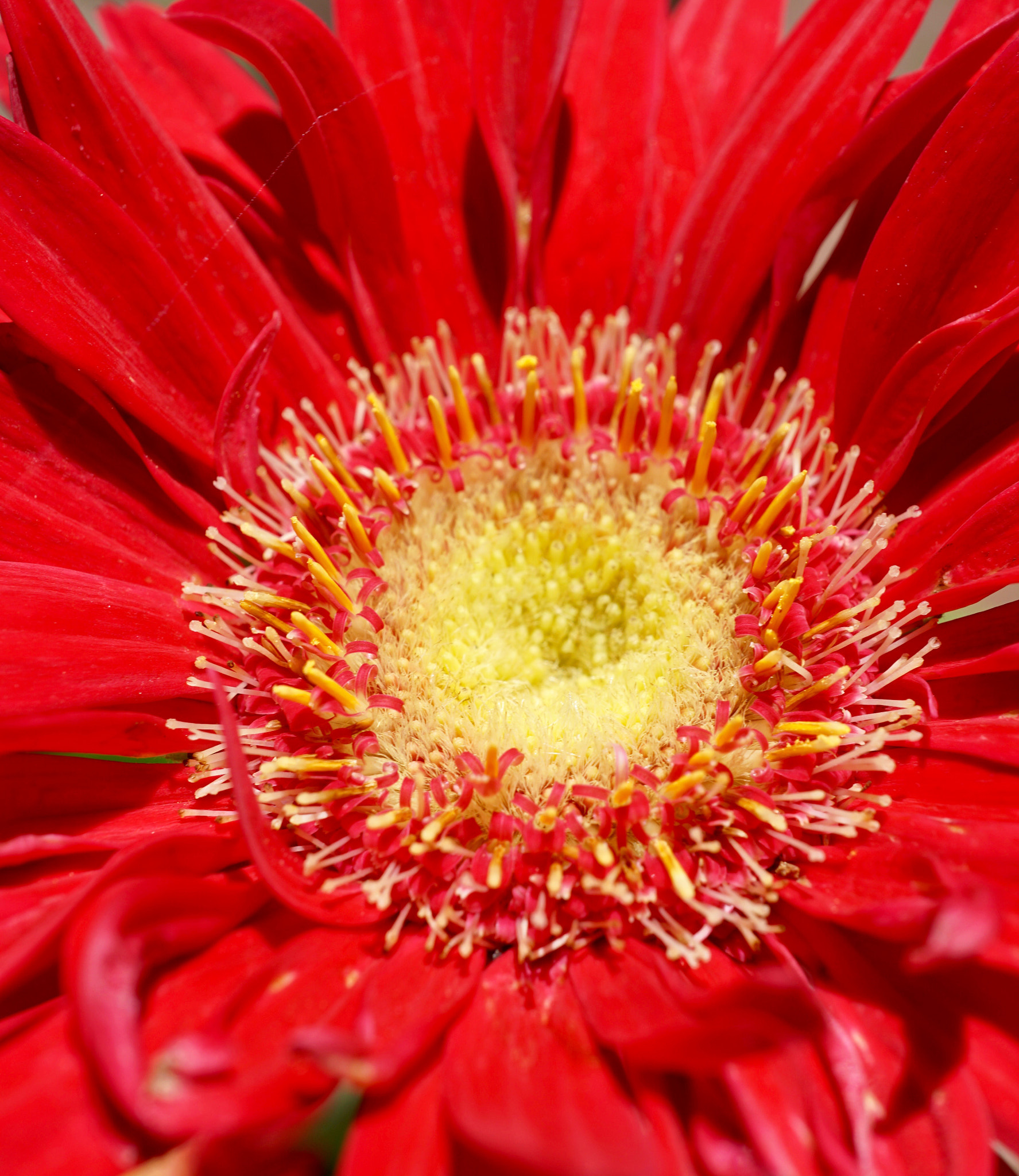 Sony a6000 + Sony E 30mm F3.5 sample photo. Gerbera photography