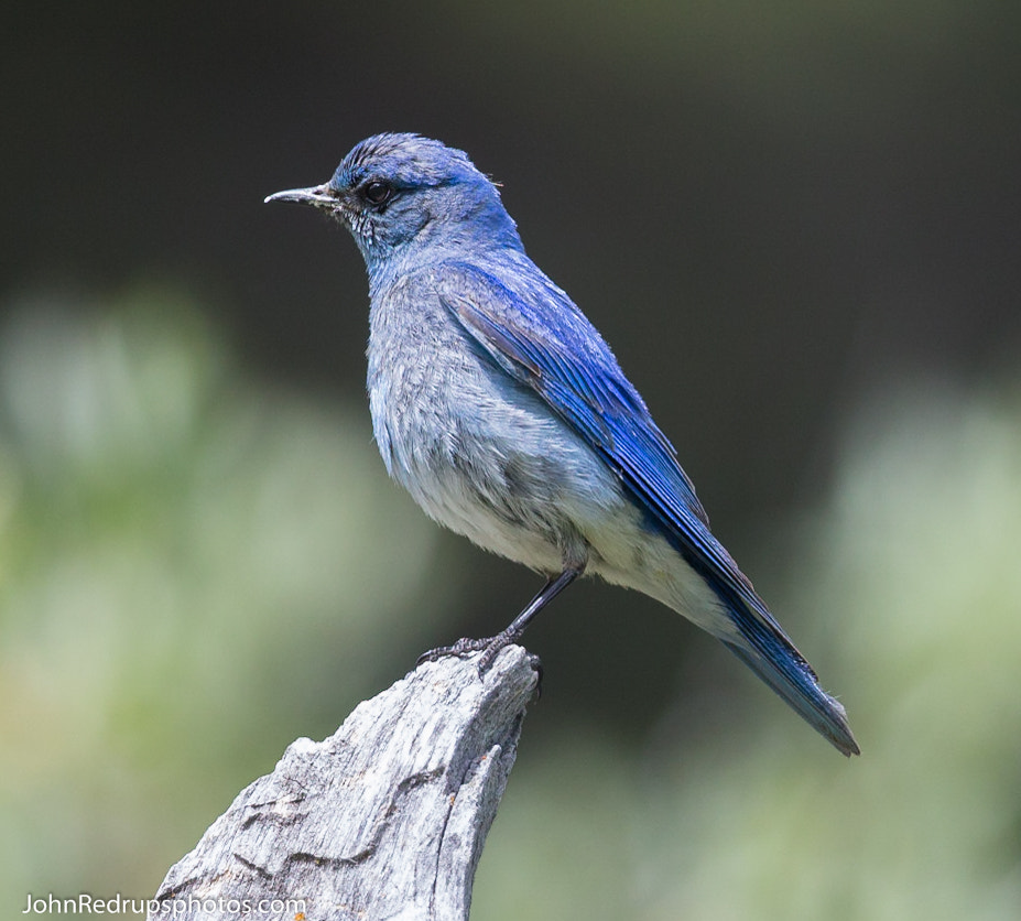 Canon EF 300mm F2.8L IS II USM sample photo. Mountain bluebird photography