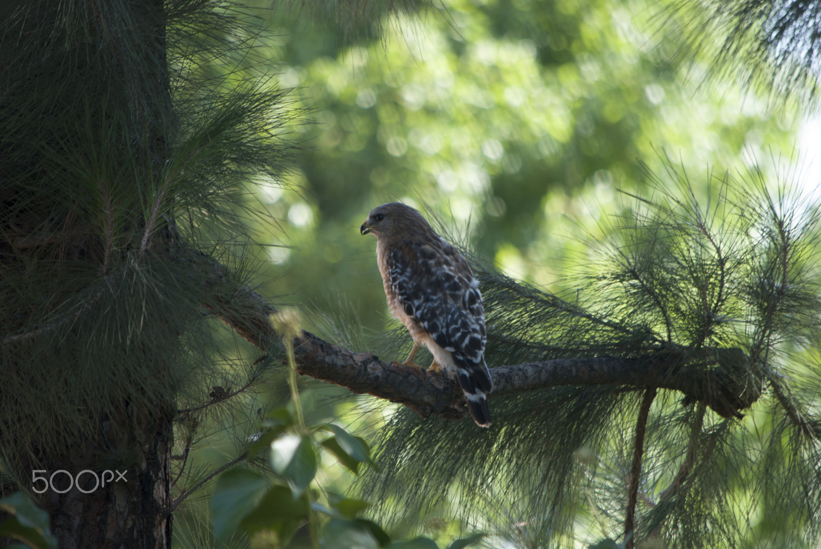 Nikon D80 sample photo. Readying for strike photography