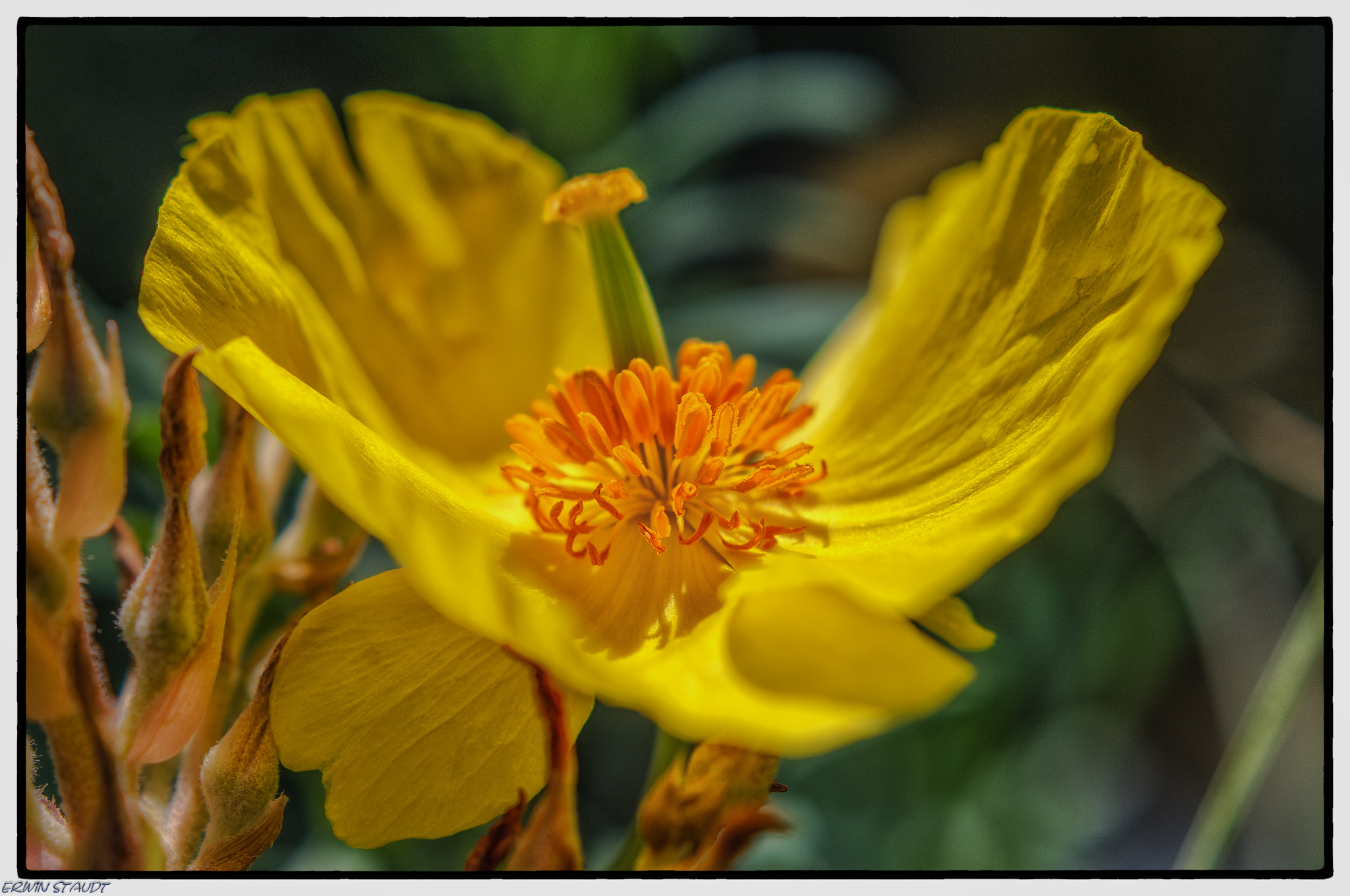 Pentax K-x + Pentax smc DA 50mm F1.8 sample photo. Yellow beautie photography