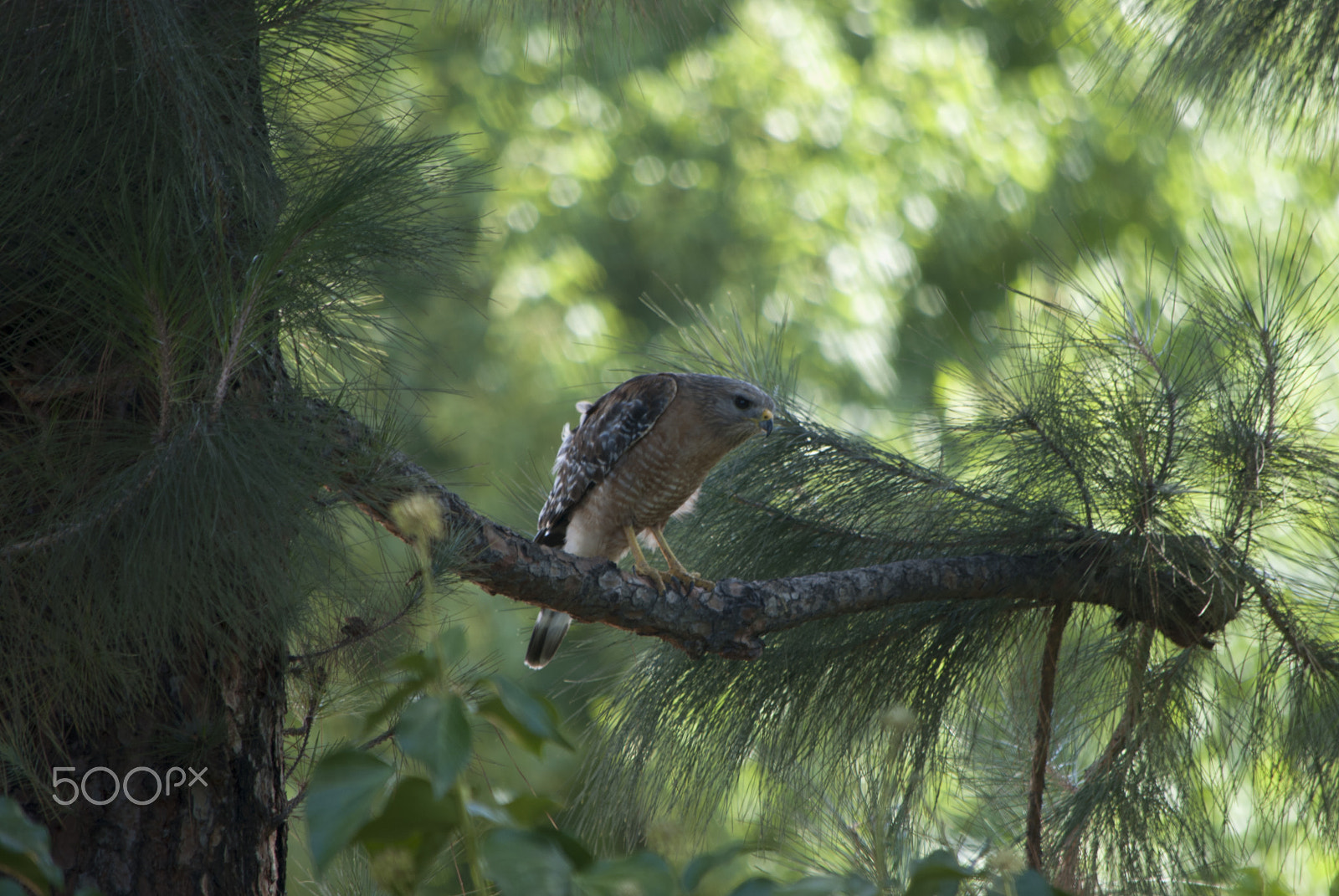 Nikon D80 sample photo. Predator photography