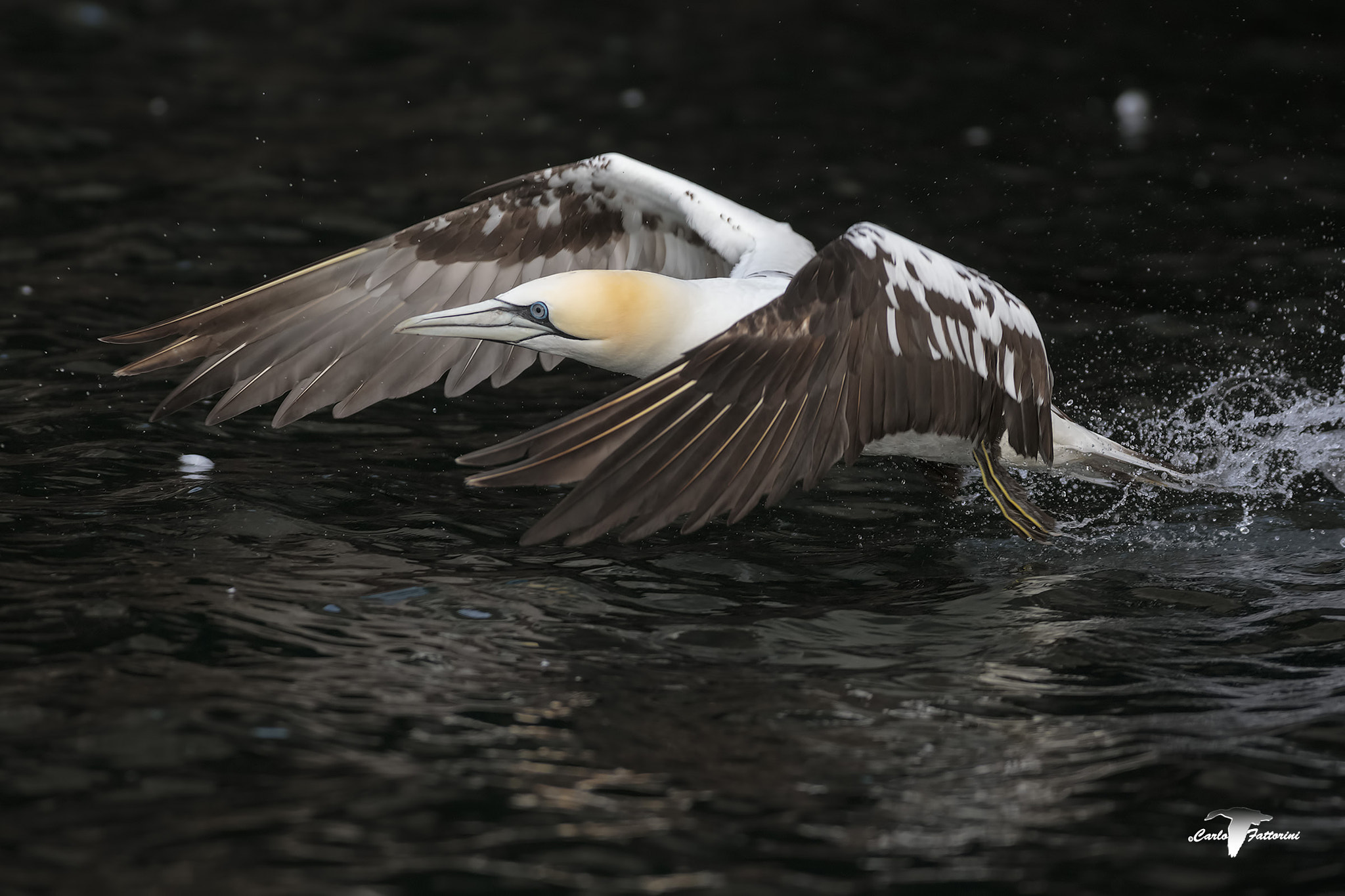 Canon EF 300mm f/2.8L + 2x sample photo. Decollo photography