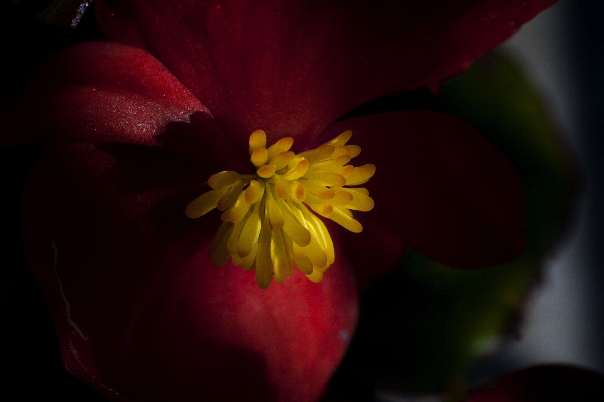 Nikon D70 + Sigma 70mm F2.8 EX DG Macro sample photo. Dsc_2980.jpg photography