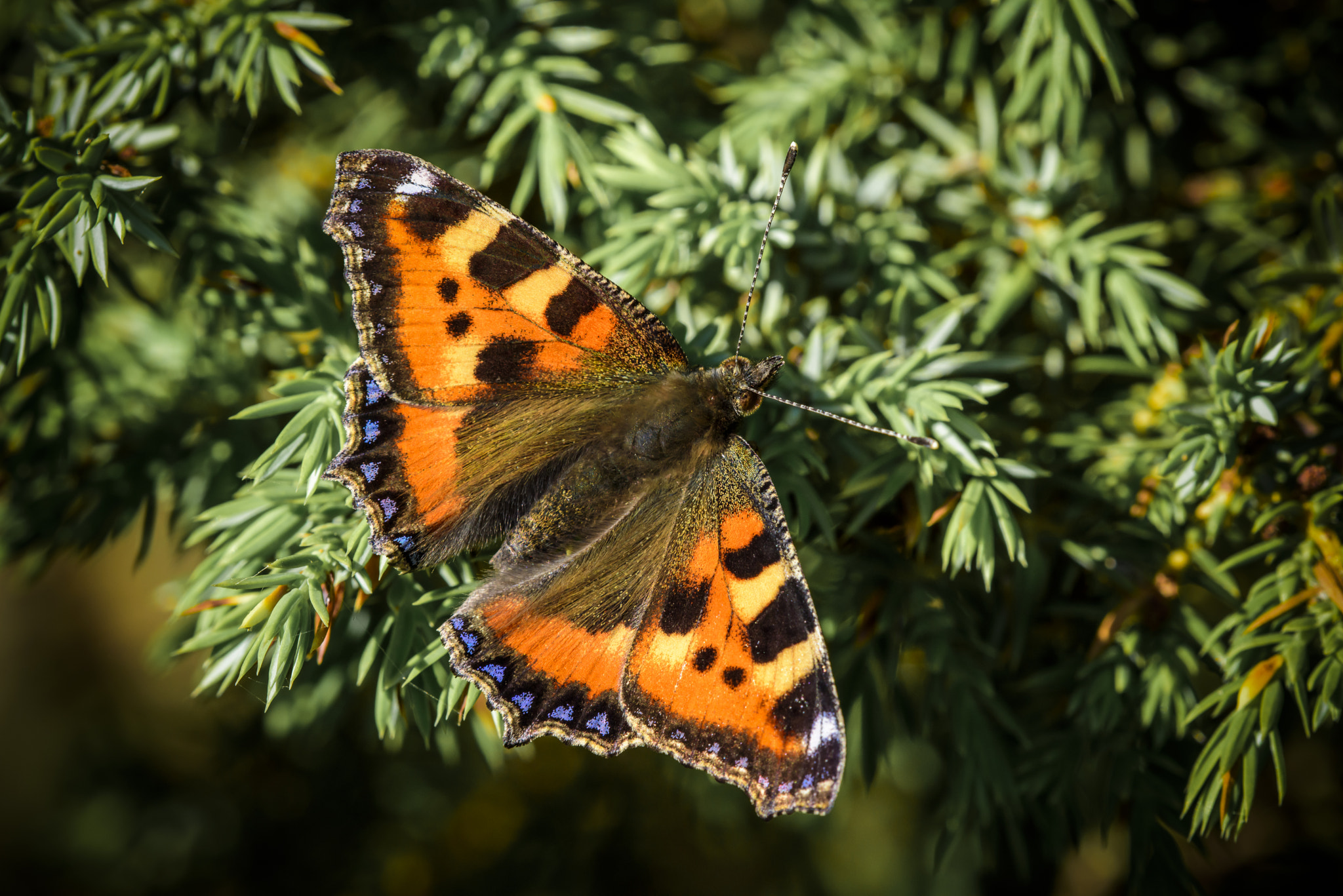 Nikon AF Micro-Nikkor 200mm F4D ED-IF sample photo. Butterfly safari photography