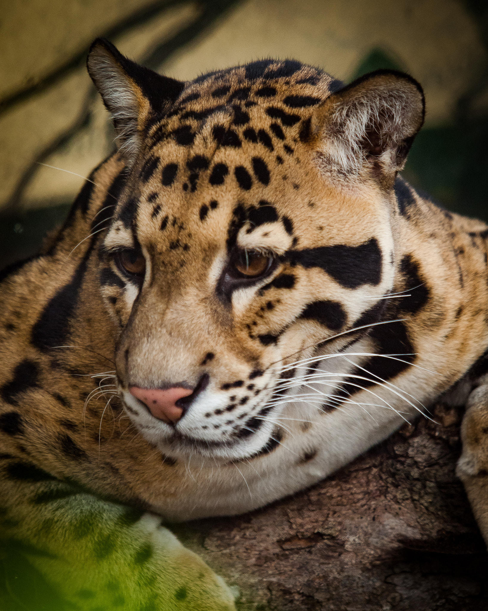 Olympus E-620 (EVOLT E-620) sample photo. Clouded leopard photography
