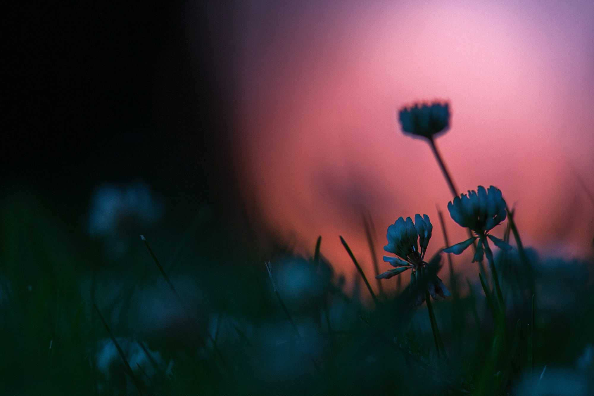 Canon EOS 30D + Canon EF 300mm F4L IS USM sample photo. Trifolium montanum photography