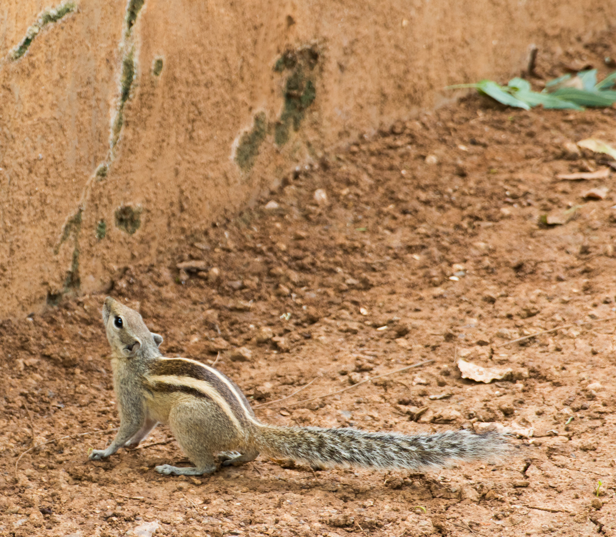 Tamron SP 35mm F1.8 Di VC USD sample photo. Squirrel photography