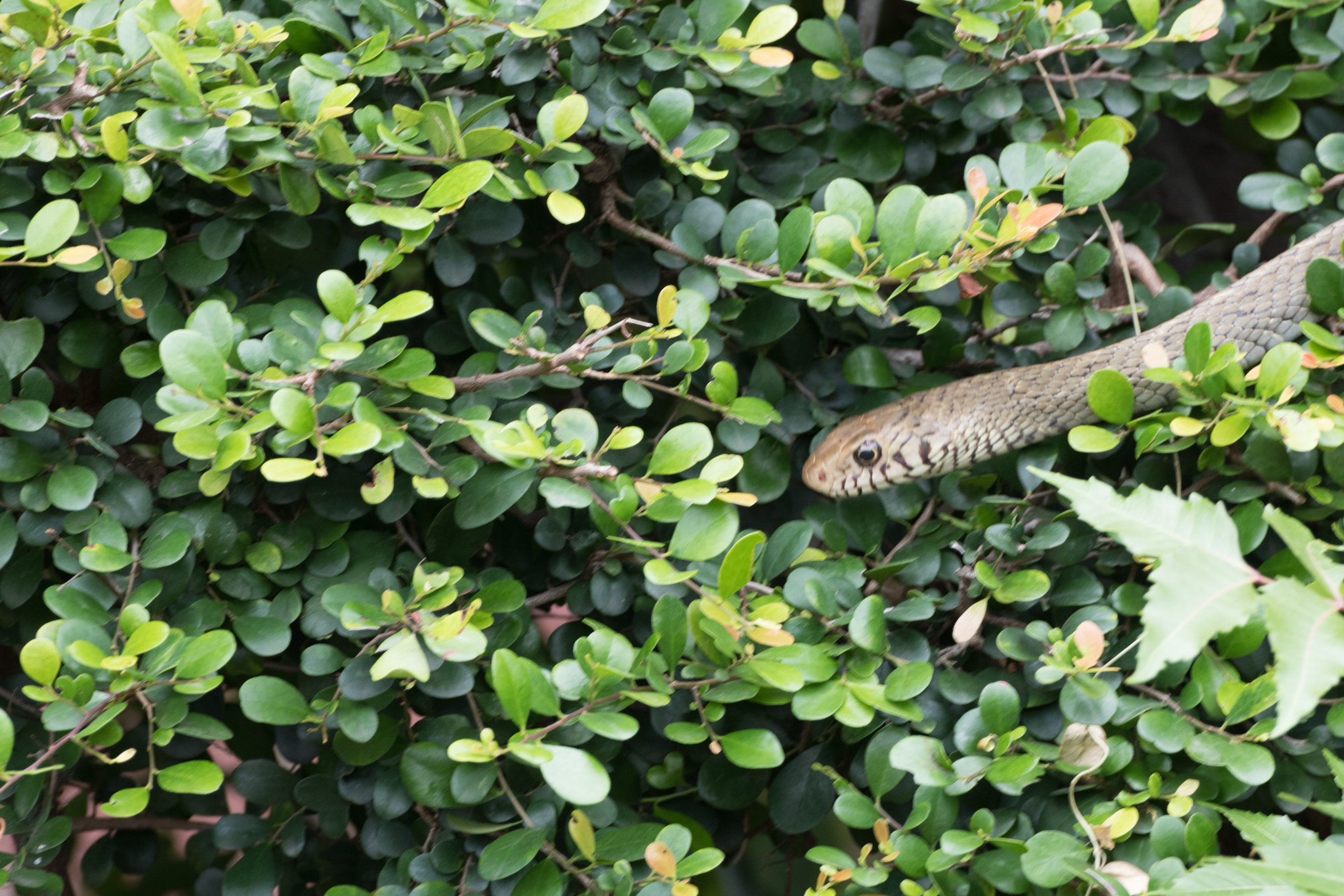 Canon EOS 750D (EOS Rebel T6i / EOS Kiss X8i) + Tamron SP 35mm F1.8 Di VC USD sample photo. Snake photography