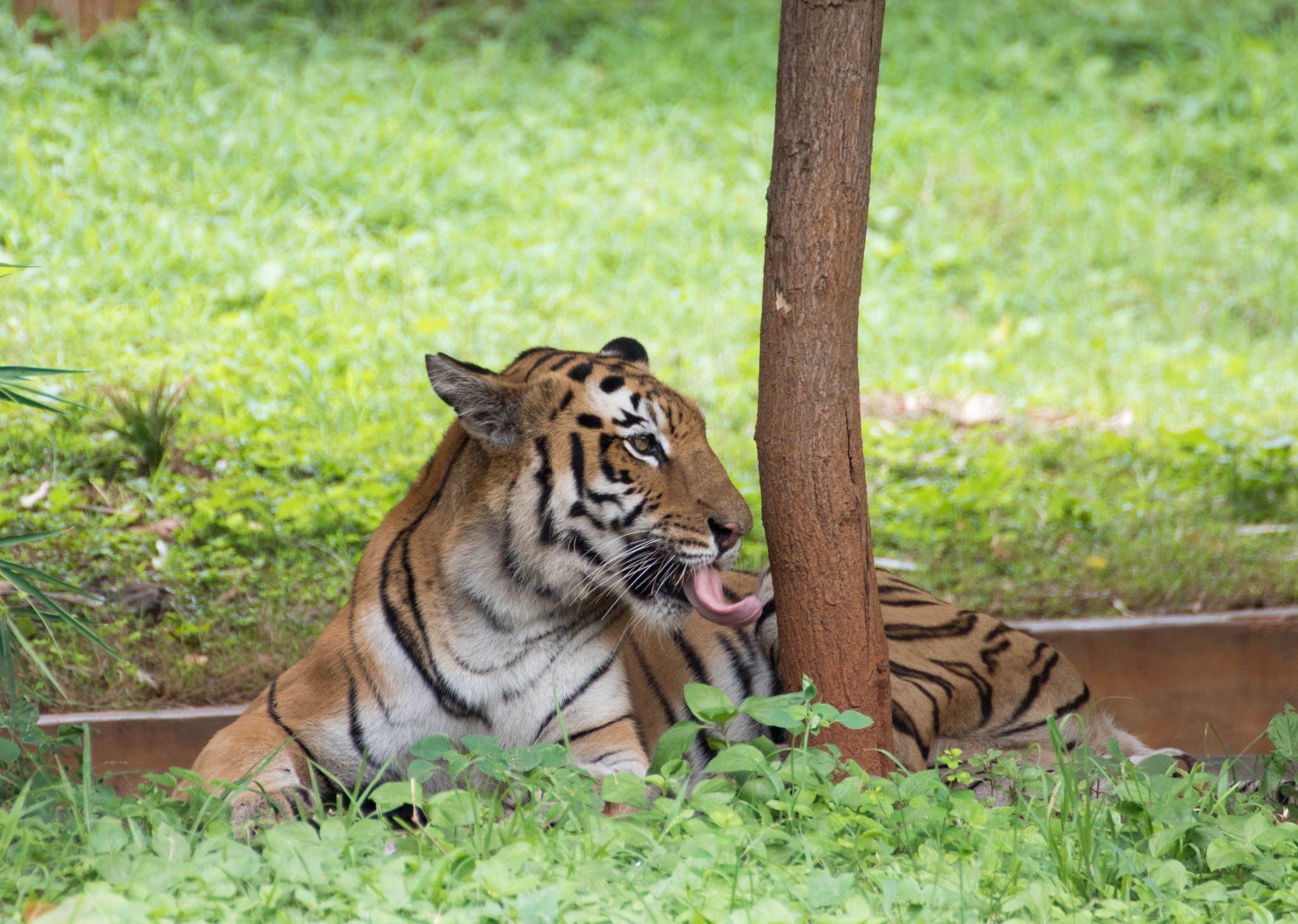 Tamron SP 35mm F1.8 Di VC USD sample photo. Tiger photography
