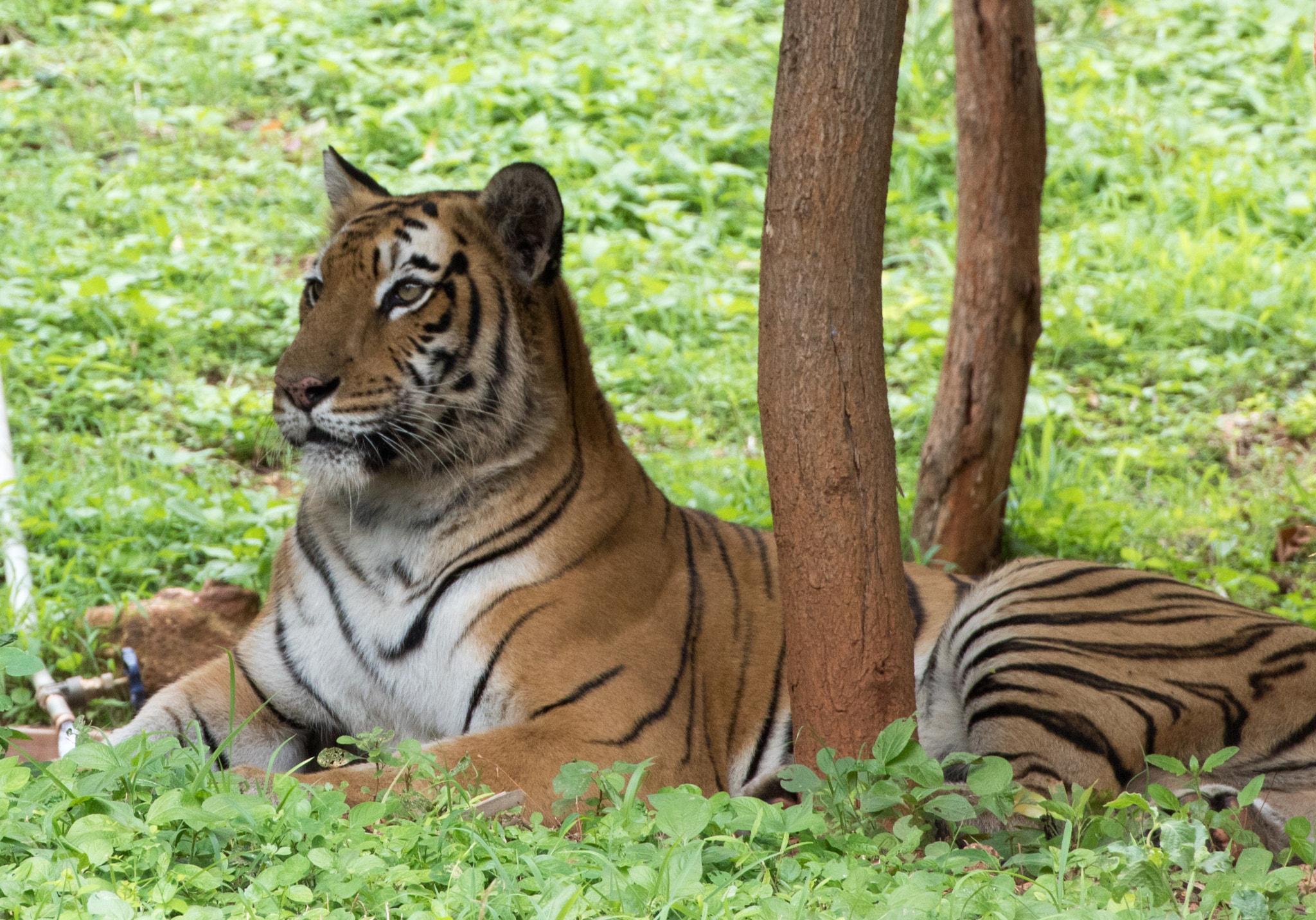Tamron SP 35mm F1.8 Di VC USD sample photo. Tiger photography