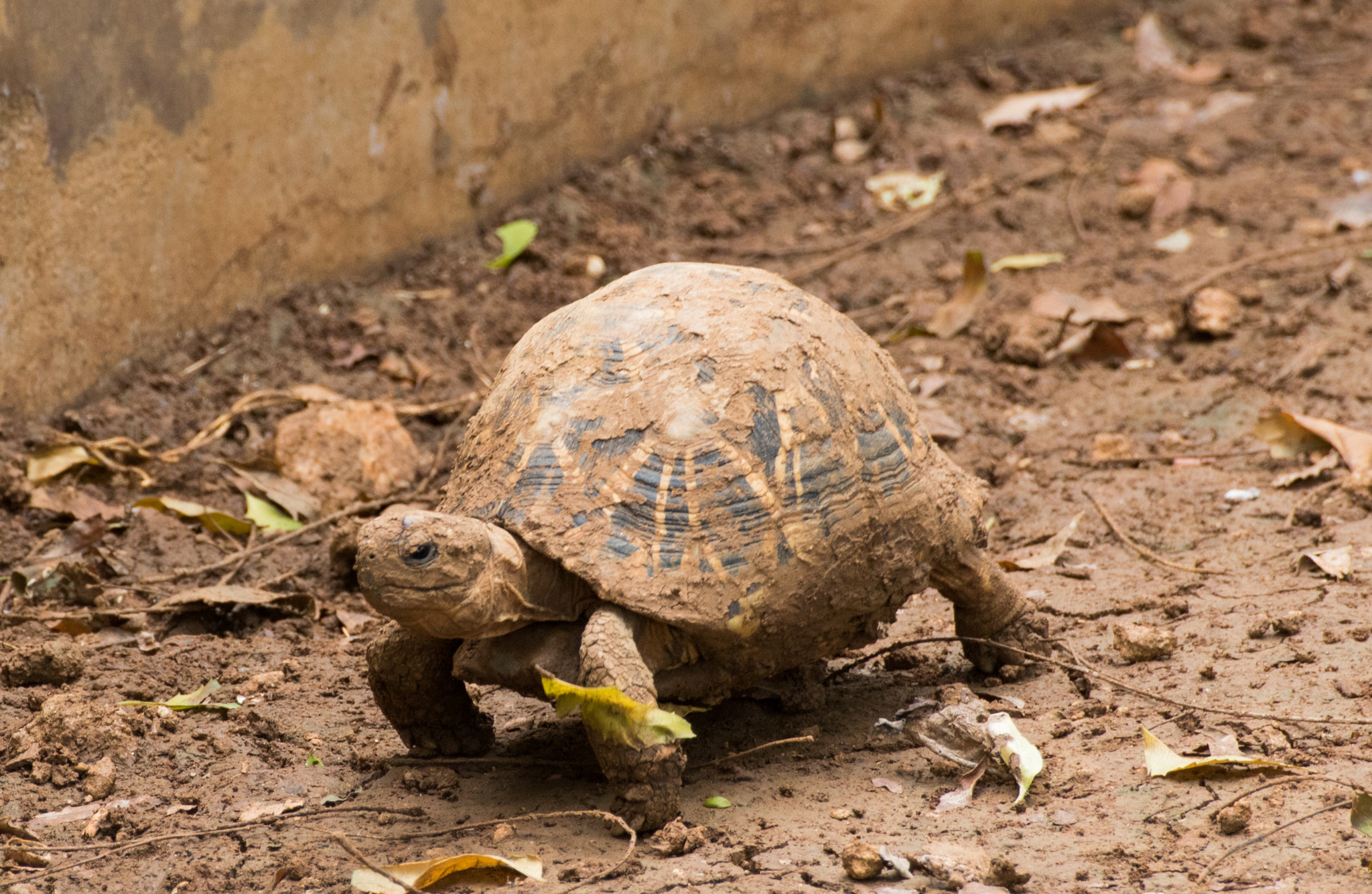 Tamron SP 35mm F1.8 Di VC USD sample photo. Tortoise photography
