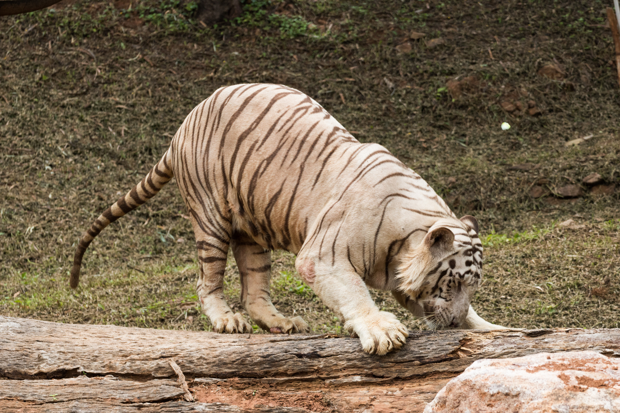 Tamron SP 35mm F1.8 Di VC USD sample photo. White tiger () photography