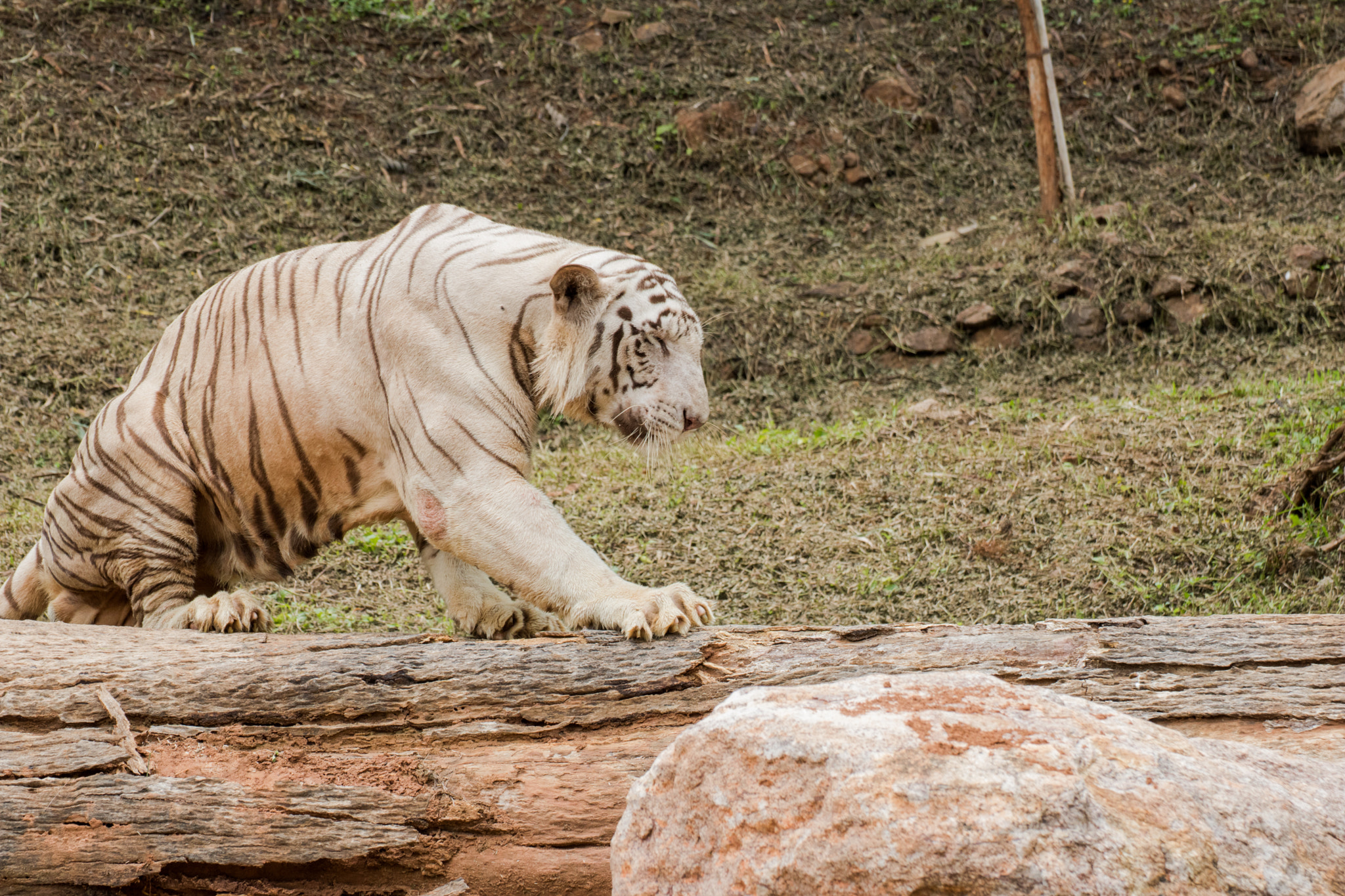 Tamron SP 35mm F1.8 Di VC USD sample photo. White tiger () photography