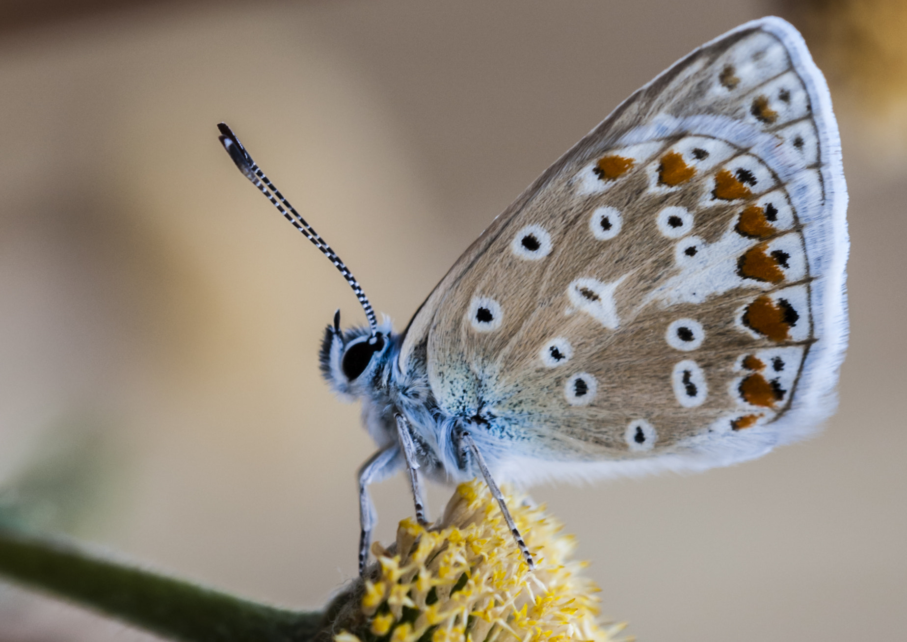 Sigma APO Macro 180mm F3.5 EX DG HSM sample photo. Mariposa photography