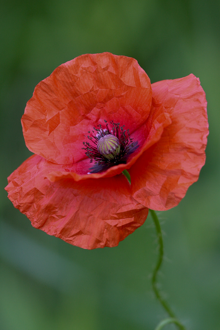 Canon EOS 40D + Canon EF 70-200mm F4L IS USM sample photo. Poppy photography