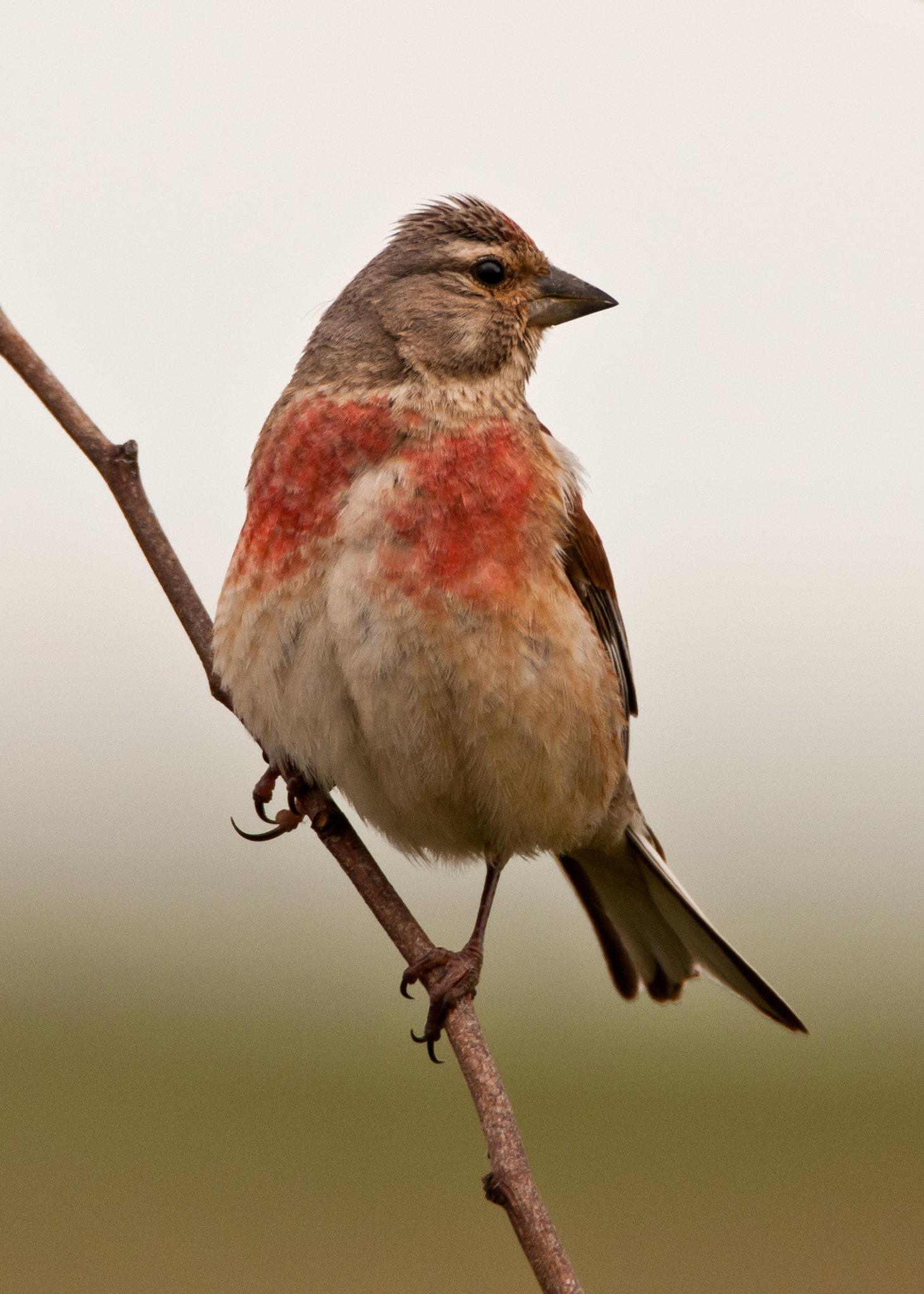 Nikon D300S sample photo. Linnet photography