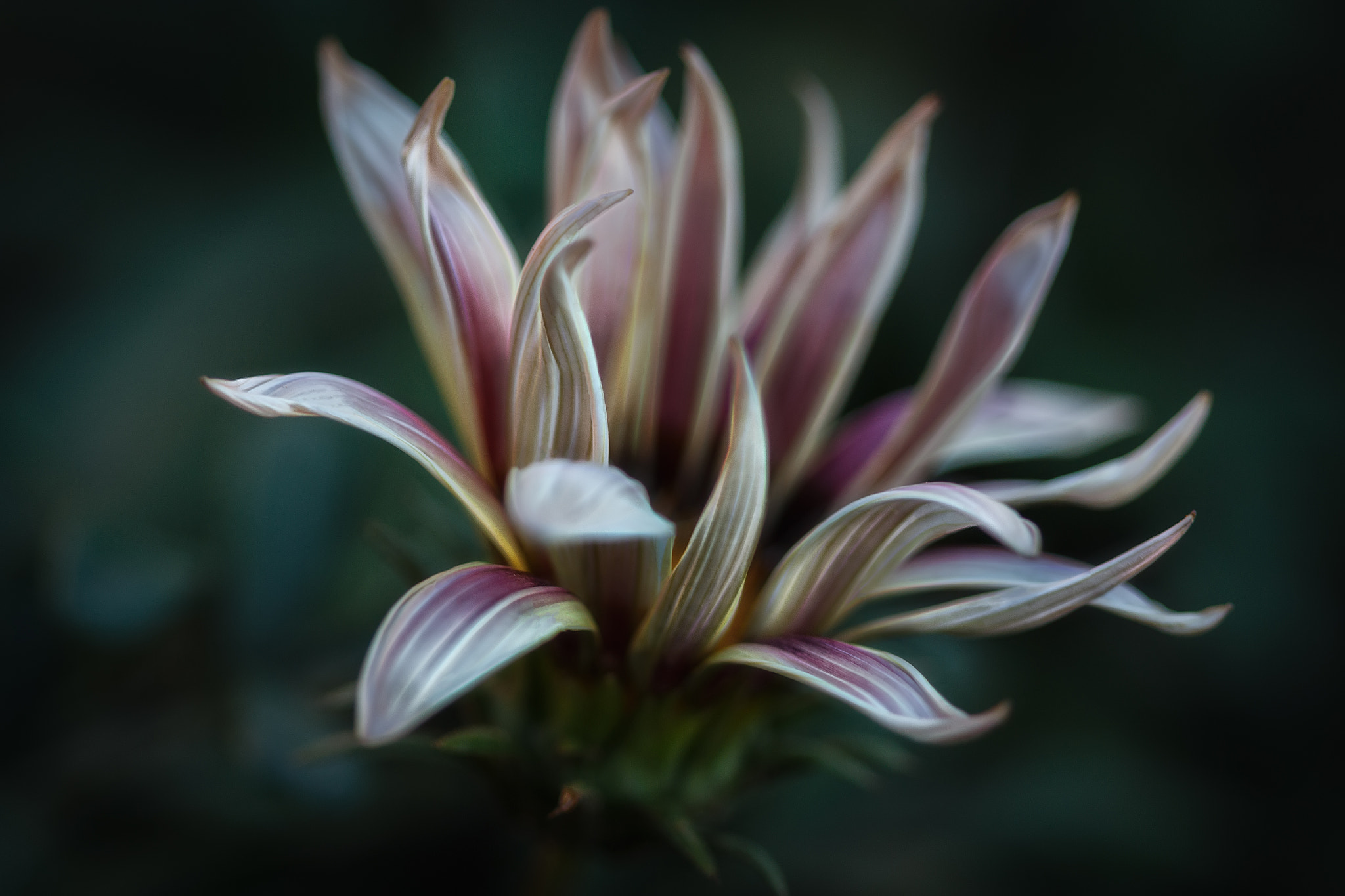 Canon EF 100mm F2.8 Macro USM sample photo. Flower photography