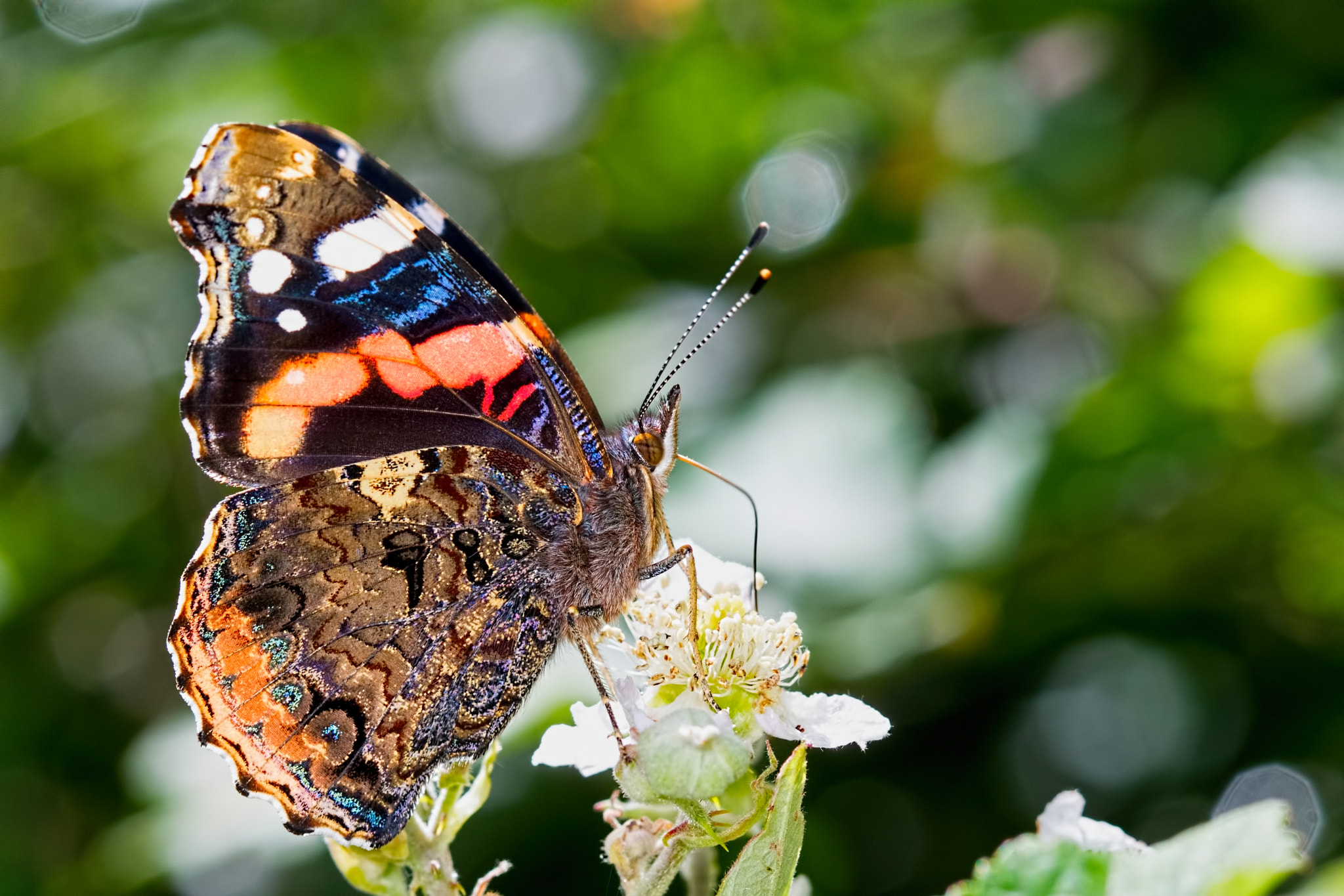 Canon EF 100mm F2.8 Macro USM sample photo. Feeding red admiral photography
