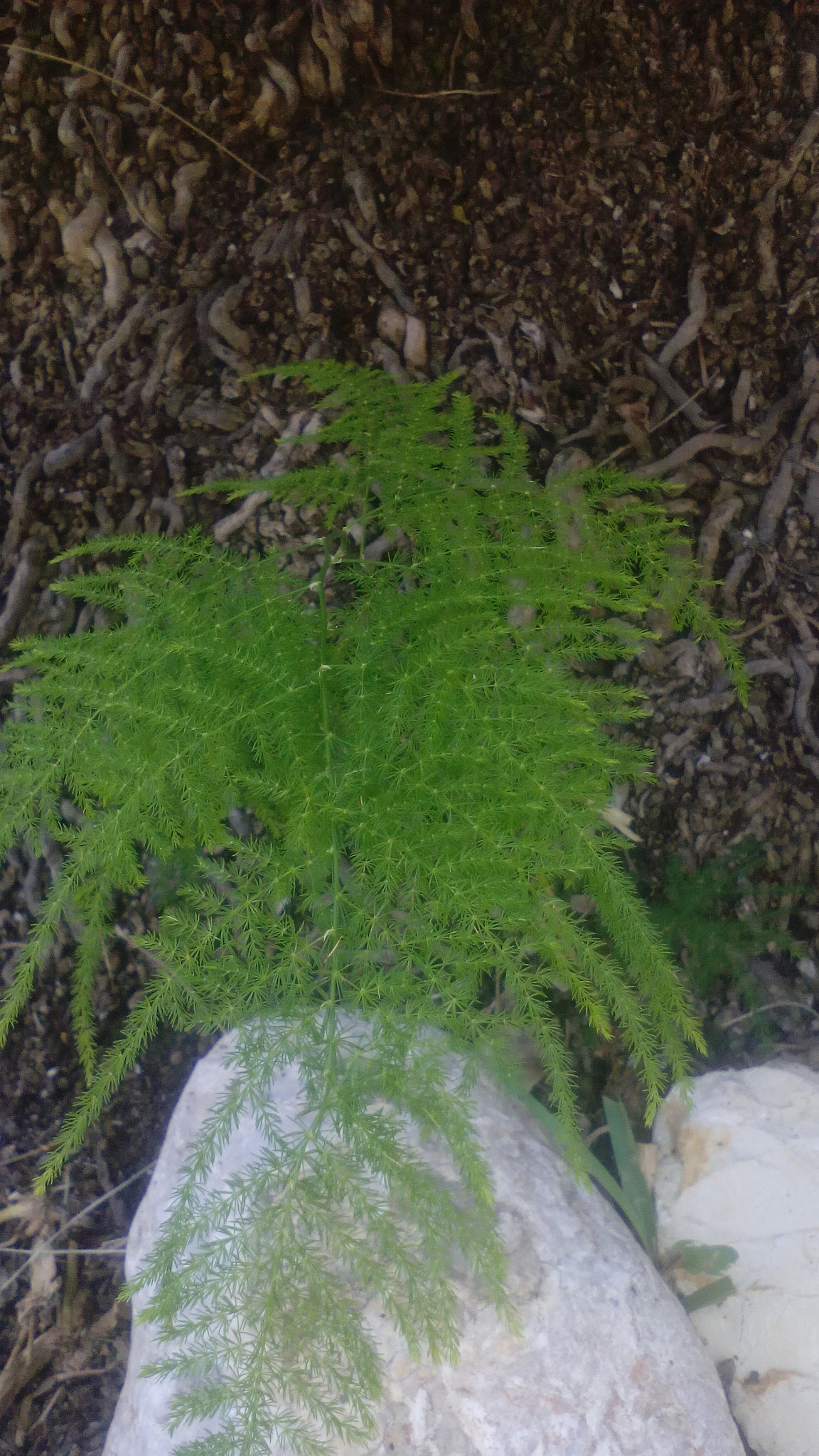 TCT ALCATEL ONE TOUCH 7041X sample photo. Fern?  photography