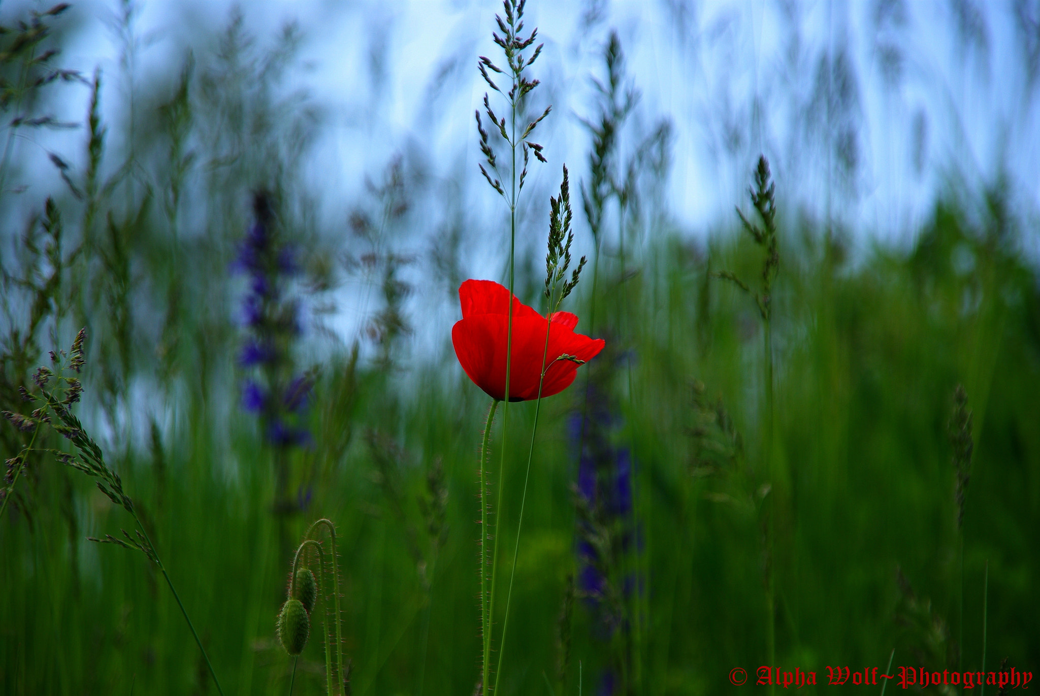 Pentax K10D sample photo. Mohn /poppy photography