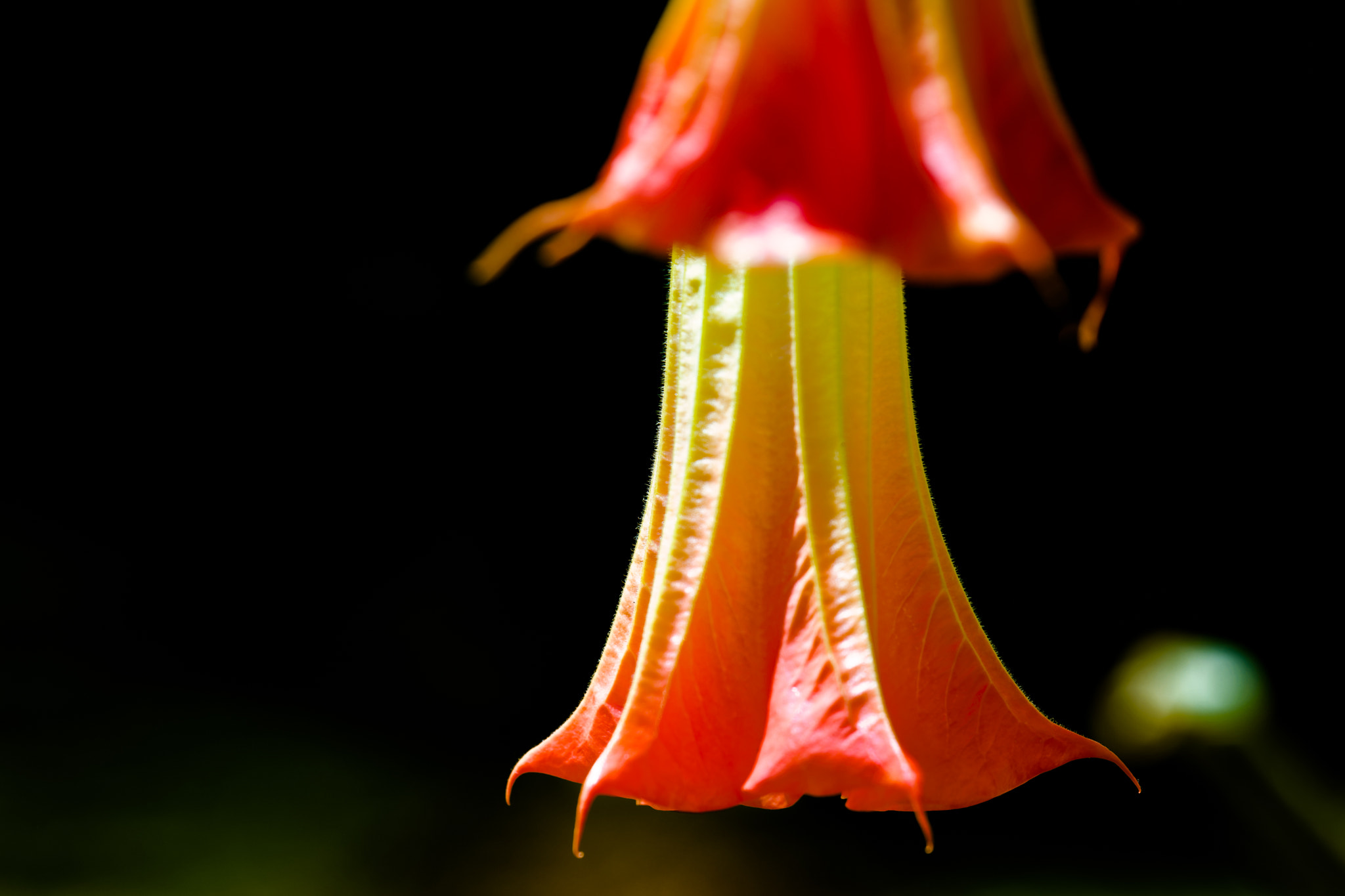 Nikon AF-S Nikkor 70-200mm F2.8G ED VR II sample photo. Souffle du diable photography