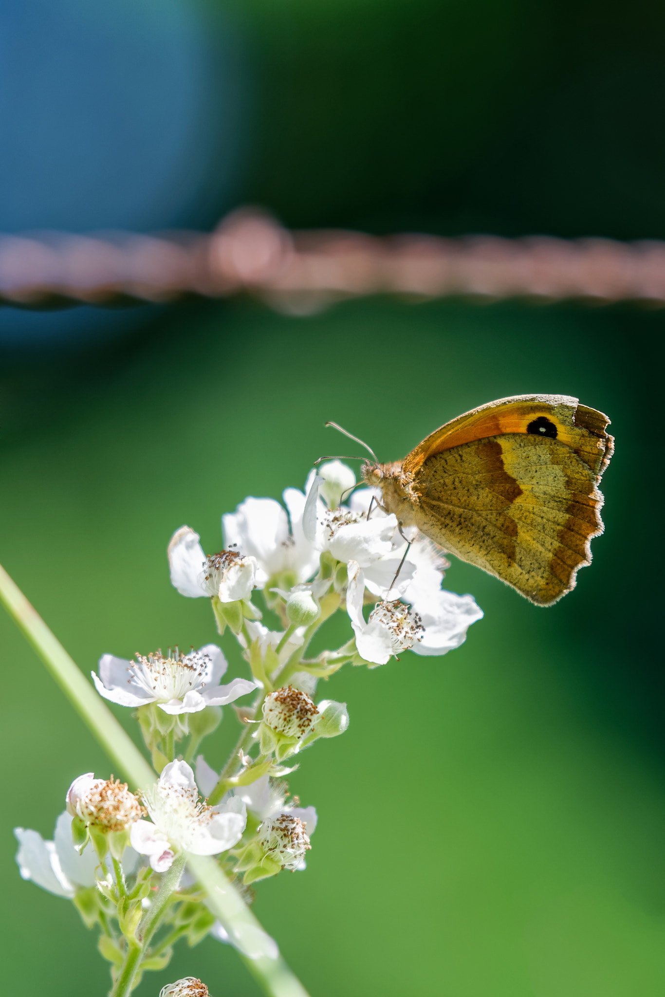 Nikon AF-S Nikkor 70-200mm F2.8G ED VR II sample photo. Butterfly on flower photography