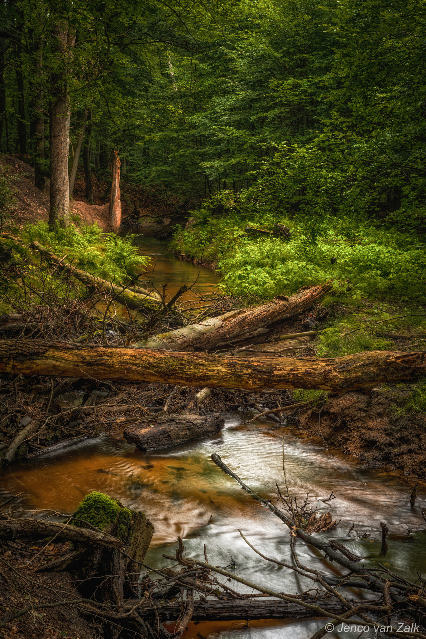 Nikon D800 + AF Nikkor 50mm f/1.8 sample photo. Trees and branches in a flowing stream photography