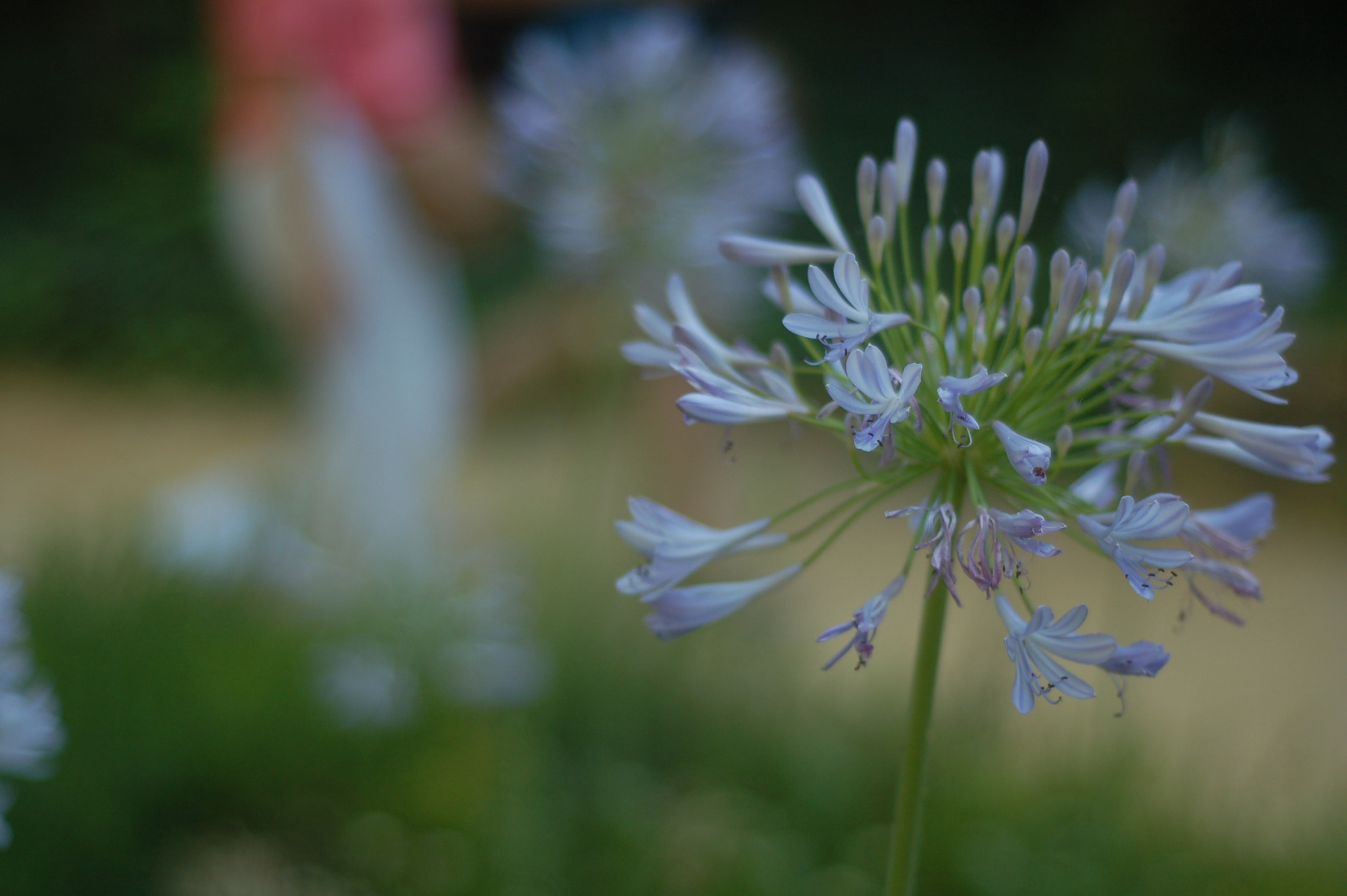 Nikon D50 + AF Nikkor 50mm f/1.8 N sample photo. Little purple flowers photography