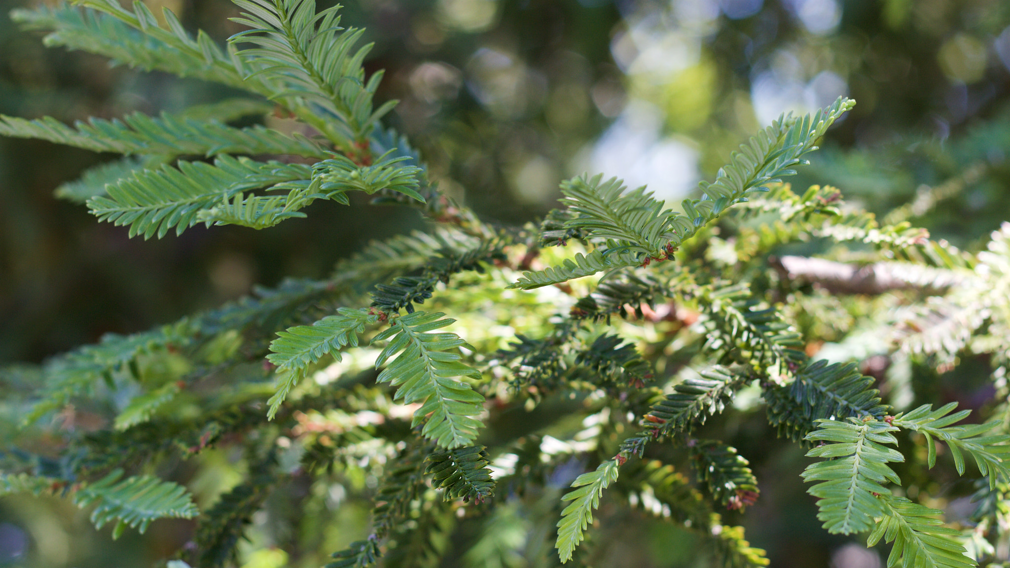 Canon EOS M + Canon EF 50mm F1.8 II sample photo. Fern photography