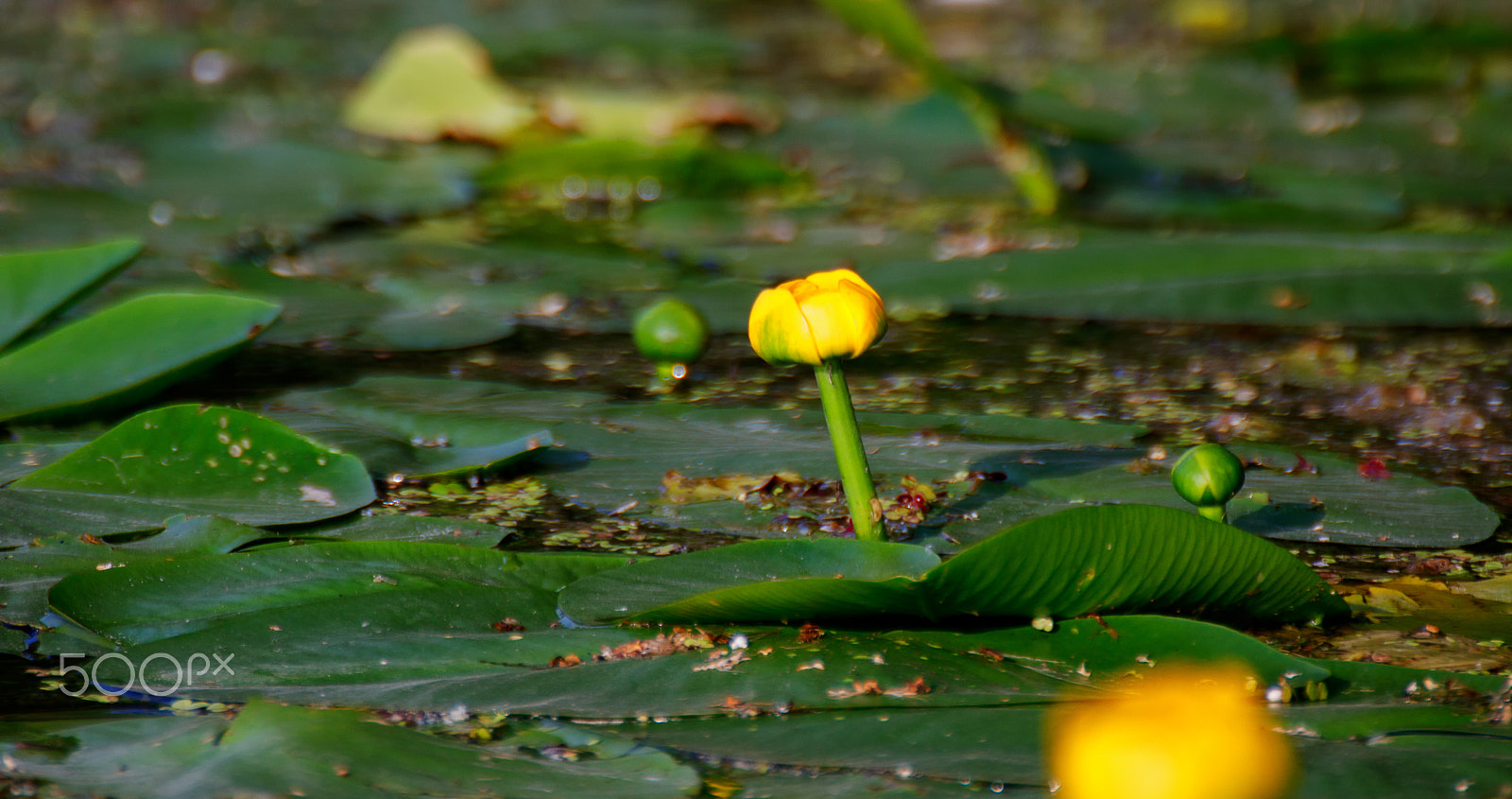 Tamron SP 35mm F1.8 Di VC USD sample photo. Nuphar / Кубышка photography