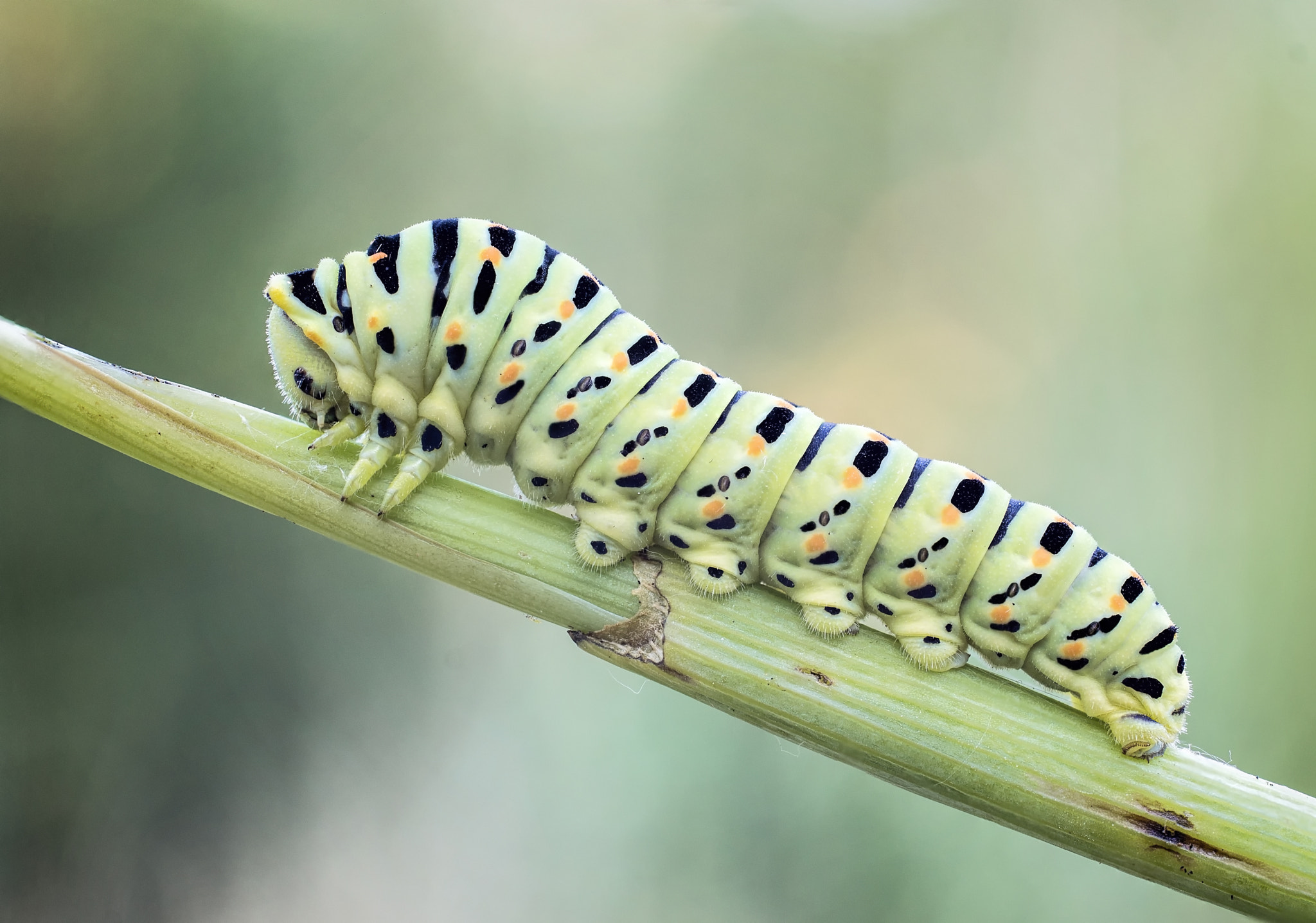 Sony SLT-A77 + Sigma 30mm F1.4 EX DC HSM sample photo. Oruga machaon photography