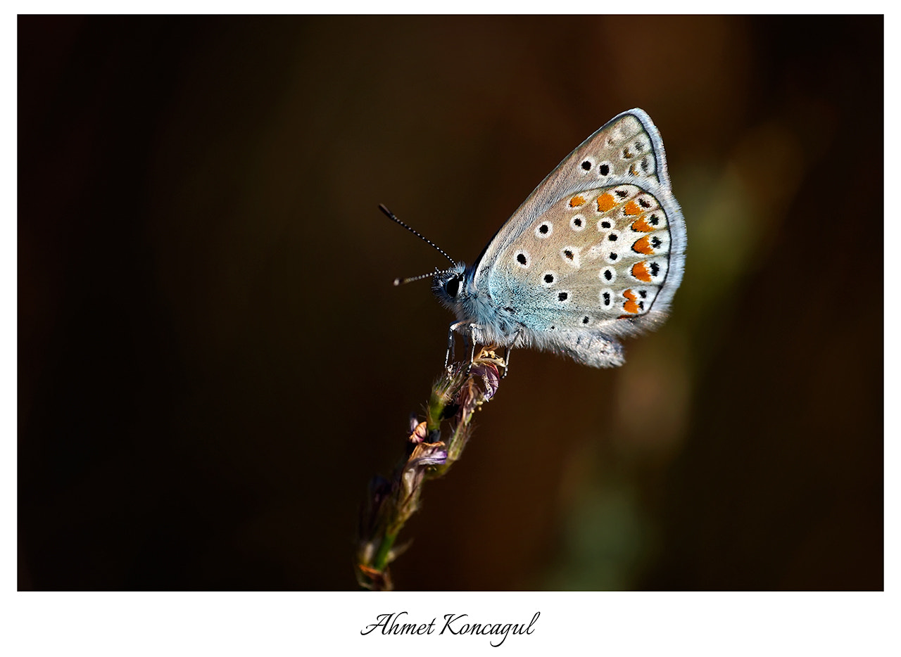 180mm F2.8 sample photo. Butterfly photography