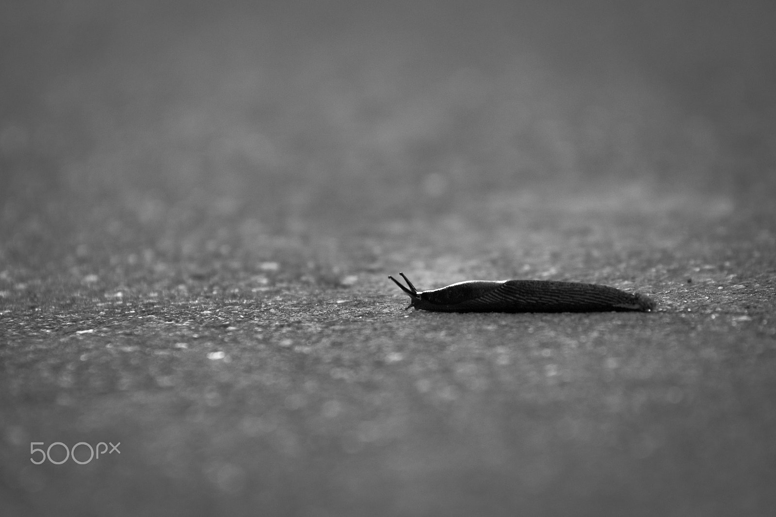 Sigma 70-200mm F2.8 EX DG OS HSM sample photo. Slug on asphalt photography