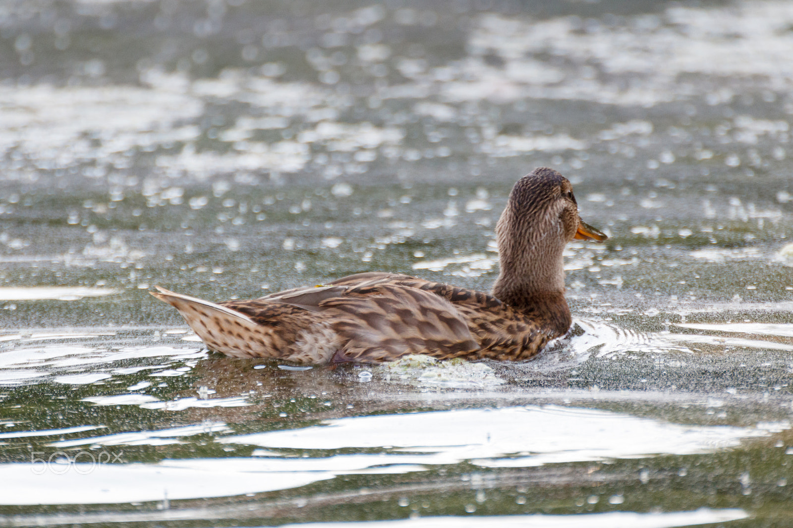 Tamron SP 35mm F1.8 Di VC USD sample photo. Mallard / wild duck 2 photography