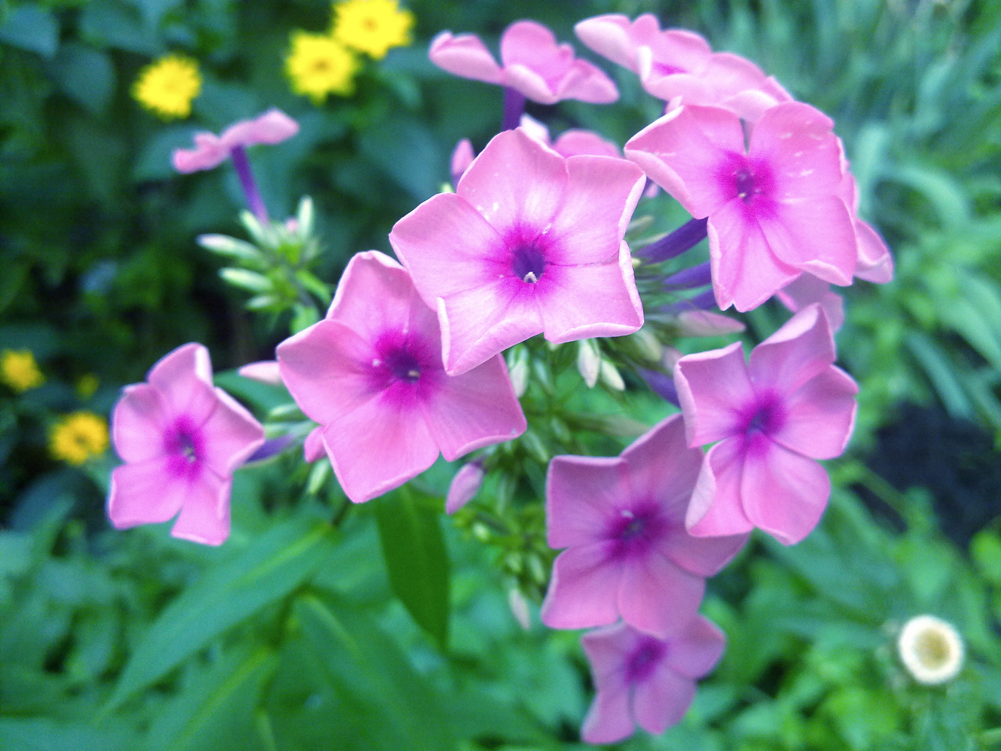 Nokia N97 sample photo. Pink and purple.jpg photography