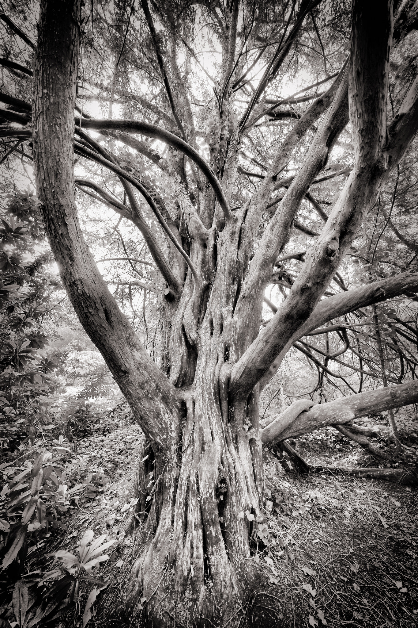 Canon EOS 5DS R + Canon EF 11-24mm F4L USM sample photo. Scotney castle photography