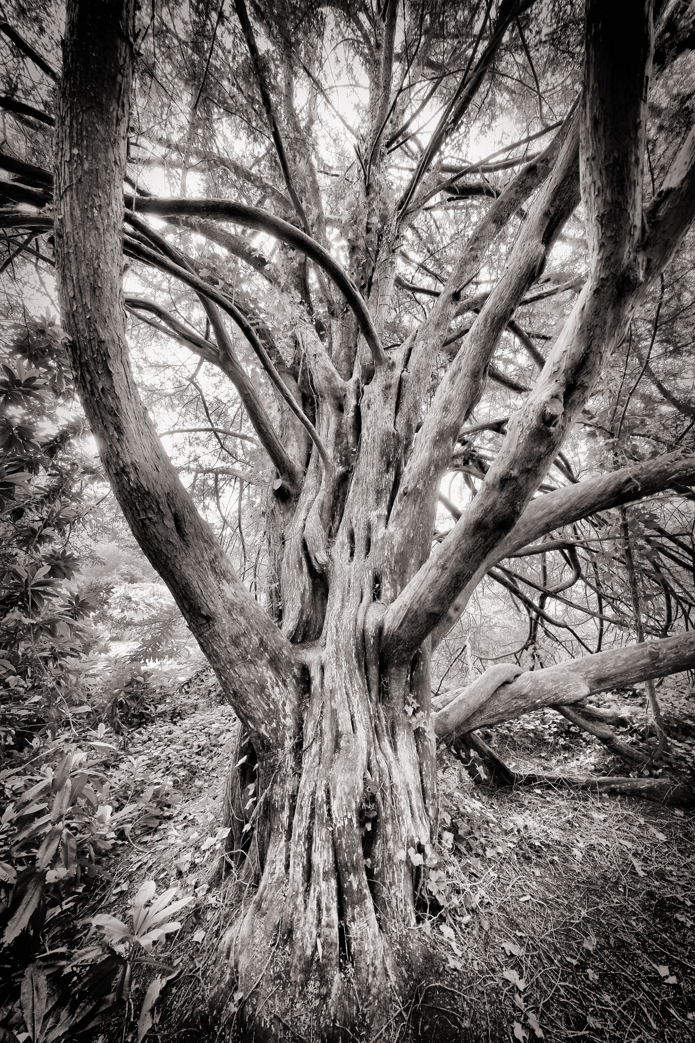 Canon EF 11-24mm F4L USM sample photo. Scotney castle photography