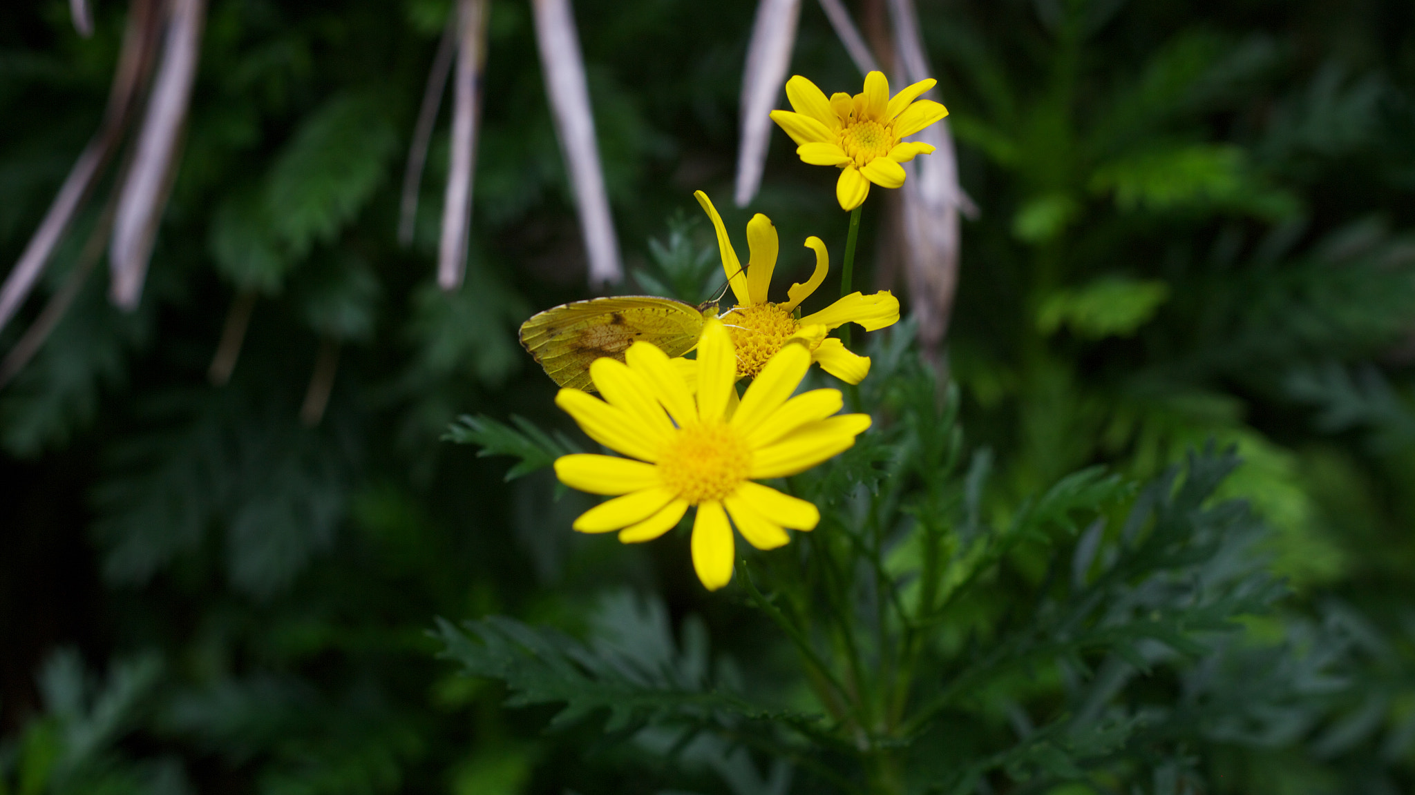 Canon EOS M + Canon EF 50mm F1.8 II sample photo. Camouflage photography