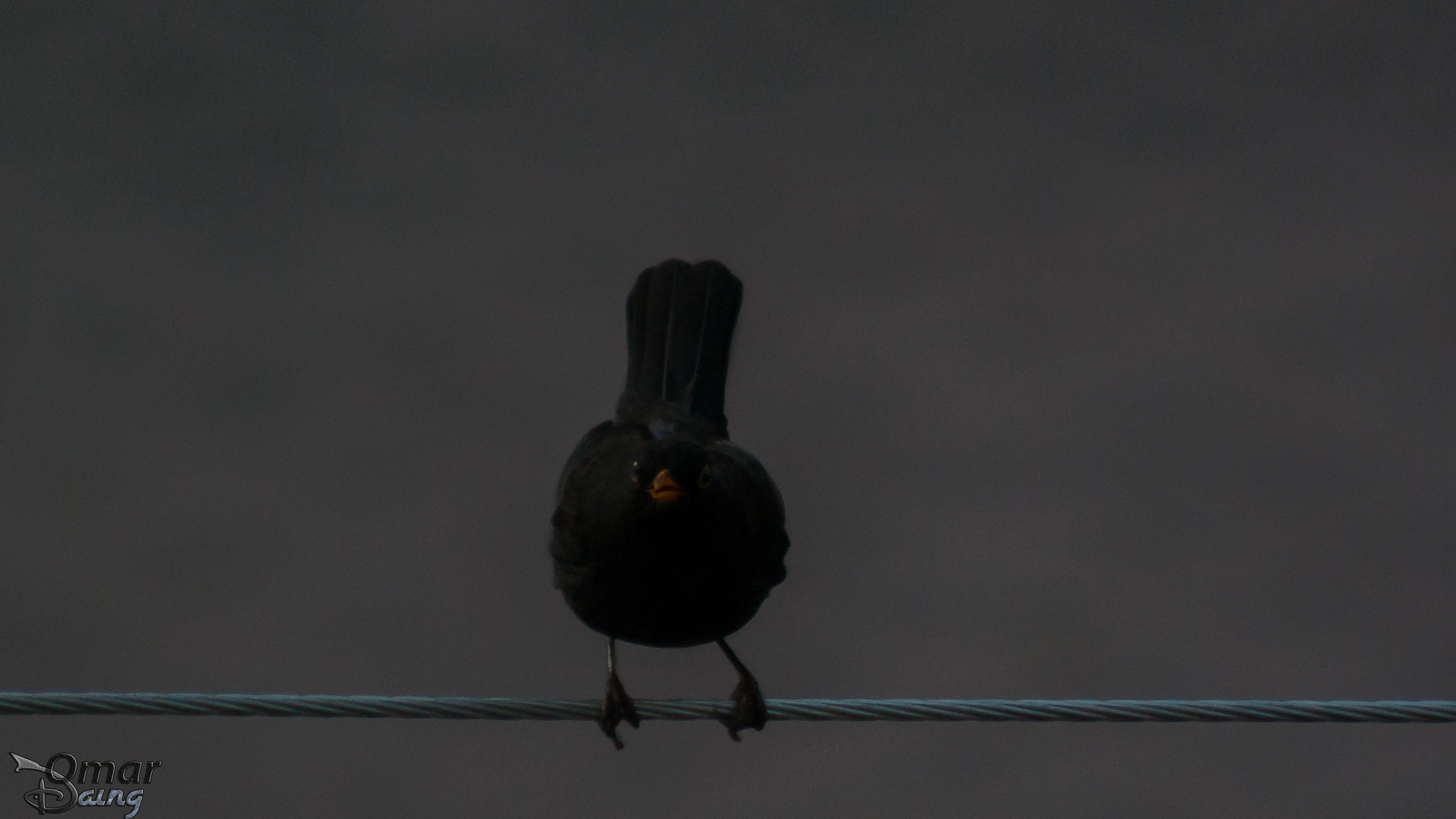 smc PENTAX-FA 80-320mm F4.5-5.6 sample photo. Turdus merula - common blackbird - karatavuk - 6 photography