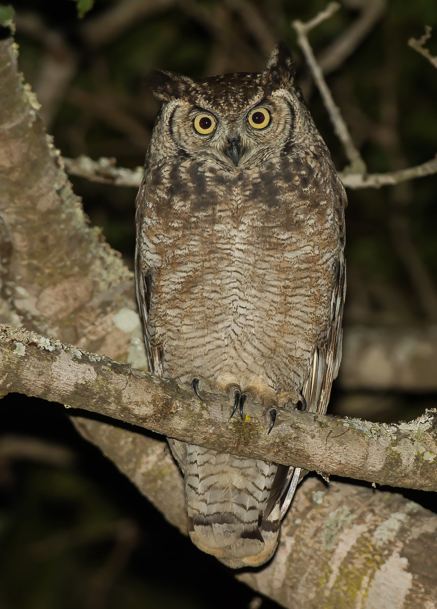 Nikon AF-S Nikkor 200-400mm F4G ED-IF VR sample photo. Spotted eagle-owl photography
