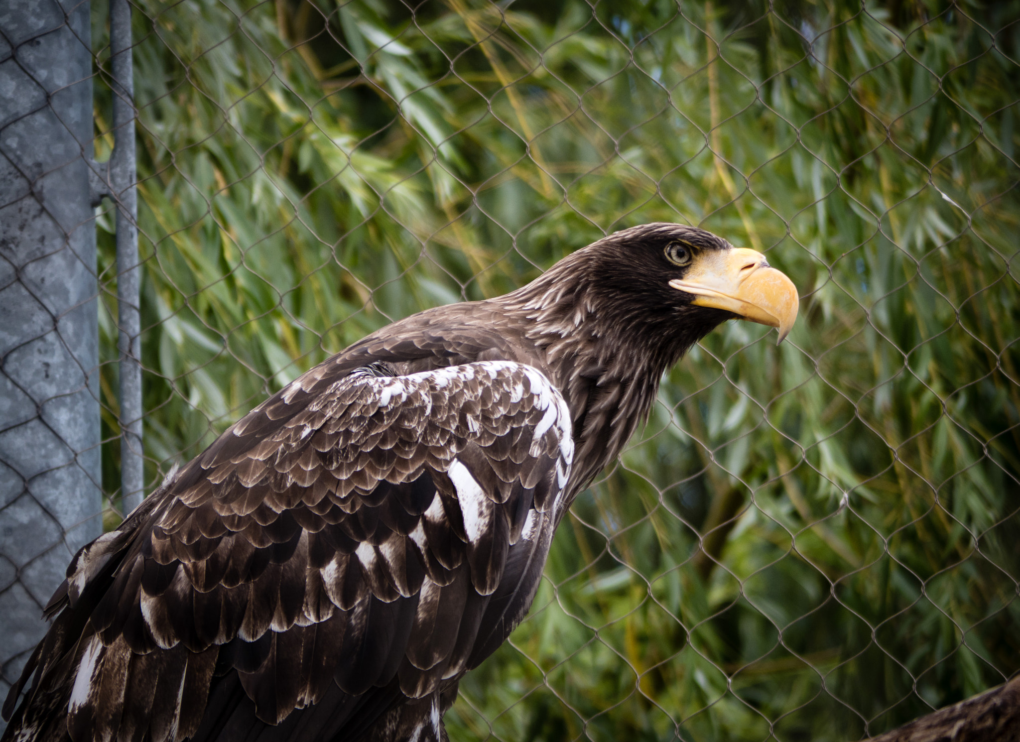 Panasonic Lumix G Vario 45-200mm F4-5.6 OIS sample photo. Alert photography