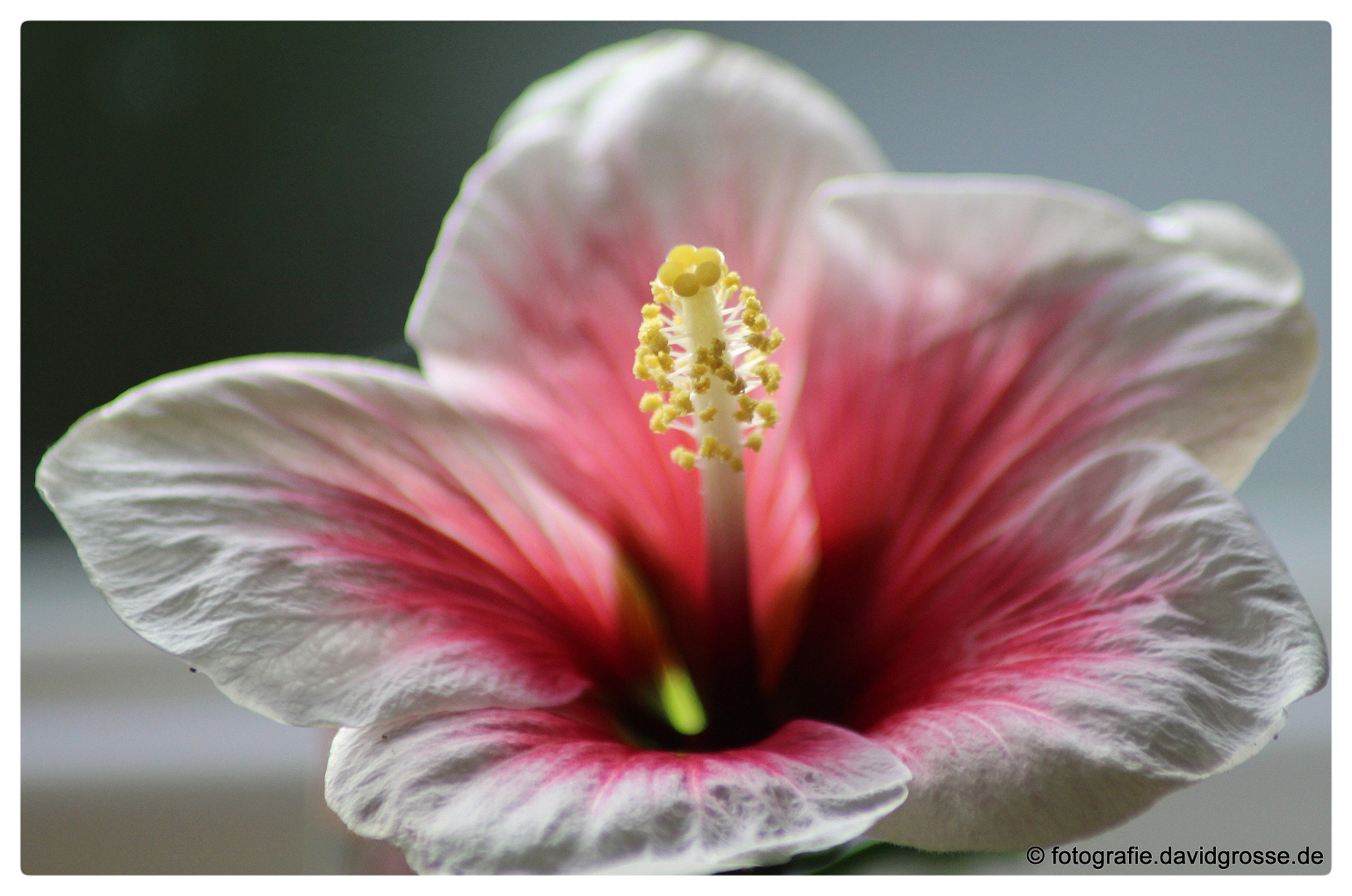 Canon EOS 700D (EOS Rebel T5i / EOS Kiss X7i) + Canon 70-300mm sample photo. Hibiscus flower photography
