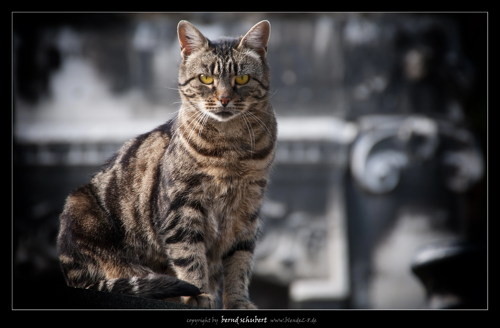 Sigma 18-250mm F3.5-6.3 DC OS HSM sample photo. *strays* photography