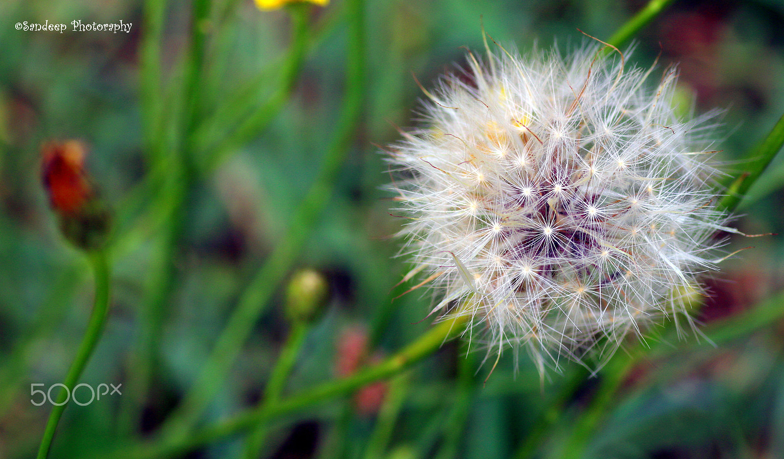 Canon EOS 750D (EOS Rebel T6i / EOS Kiss X8i) + Tamron SP AF 90mm F2.8 Di Macro sample photo. Dandelion photography